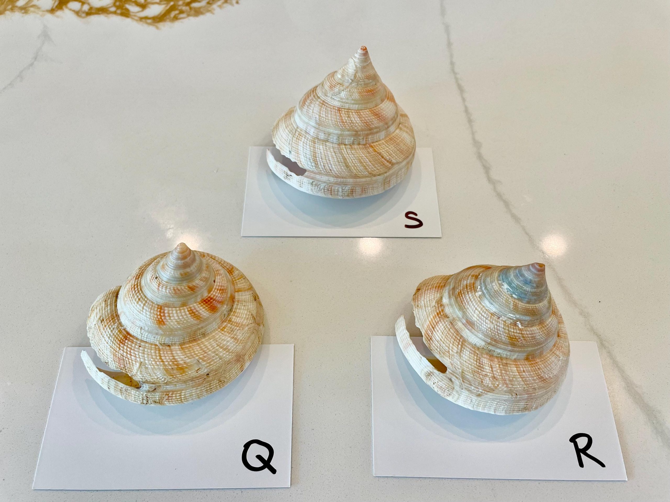 Emperors Slit Seashell 2.5-3" *Shell Of Your Choice* Mikadotrochus hirasei - Image 14