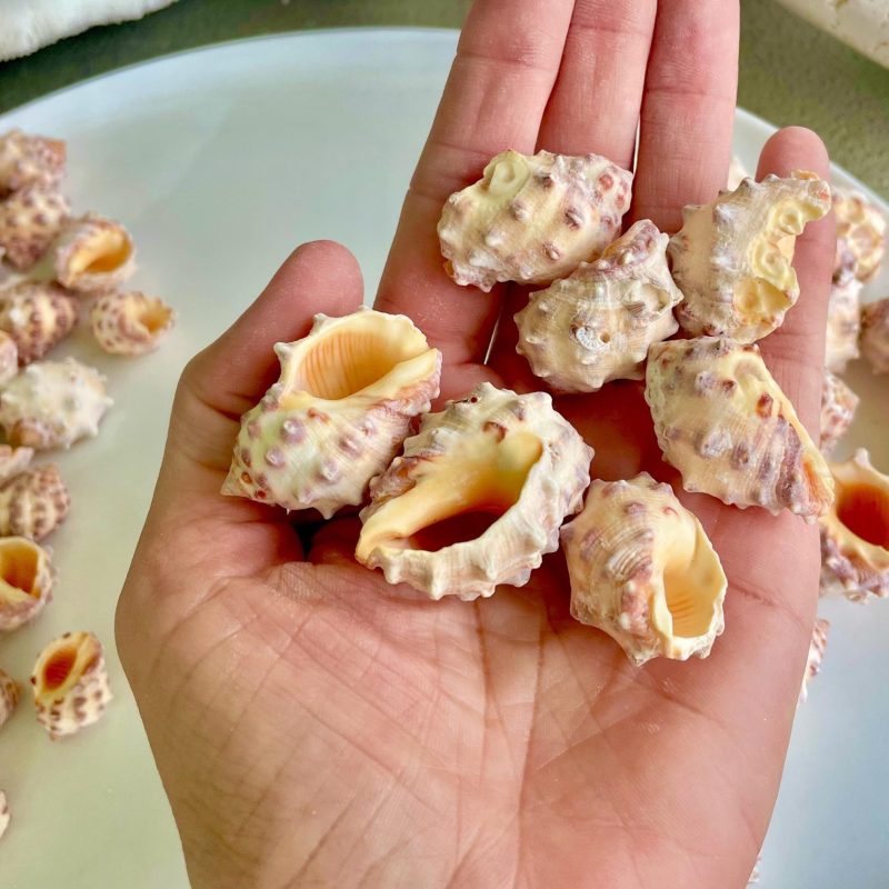 Orange Morum Drupa Shells: .5-1.5" *You Choose Quantity & Size* Spotted Small Craft Seashells