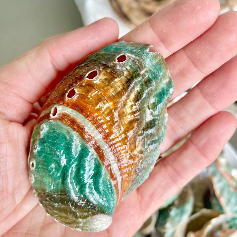 Korean Red Green Striped Abalone Shells 2.5-3" Natural Iridescent Mermaid Seashells