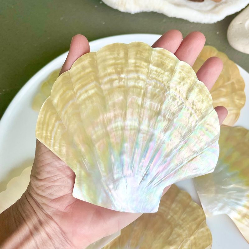 Golden Mother of Pearl Scallop Shell: 5" Gold Lip Coastal Craft Seashell