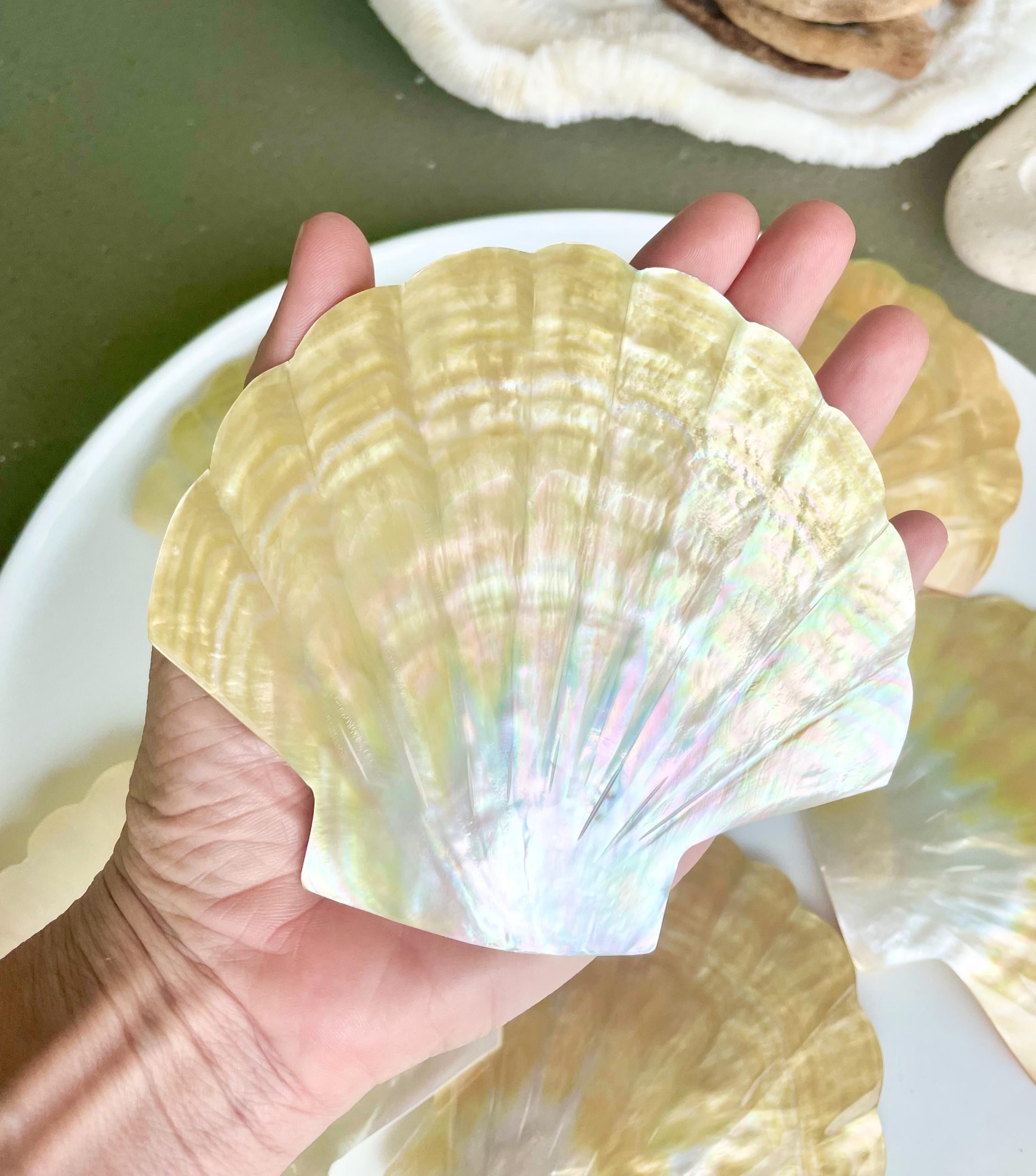 Golden Mother of Pearl Scallop Shell: 5" Gold Lip Coastal Craft Seashell