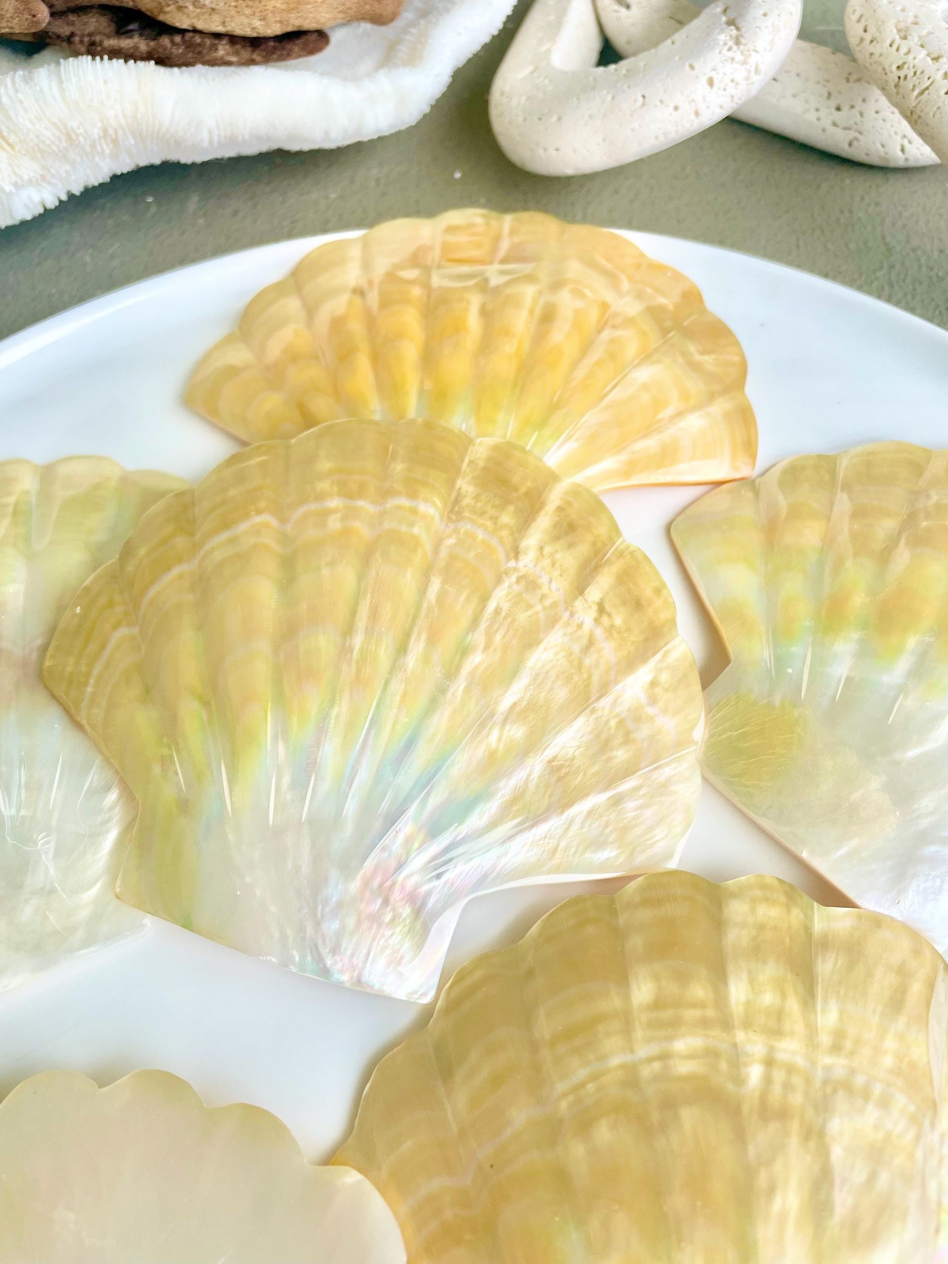 Golden Mother of Pearl Scallop Shell: 5" Gold Lip Coastal Craft Seashell - Image 8