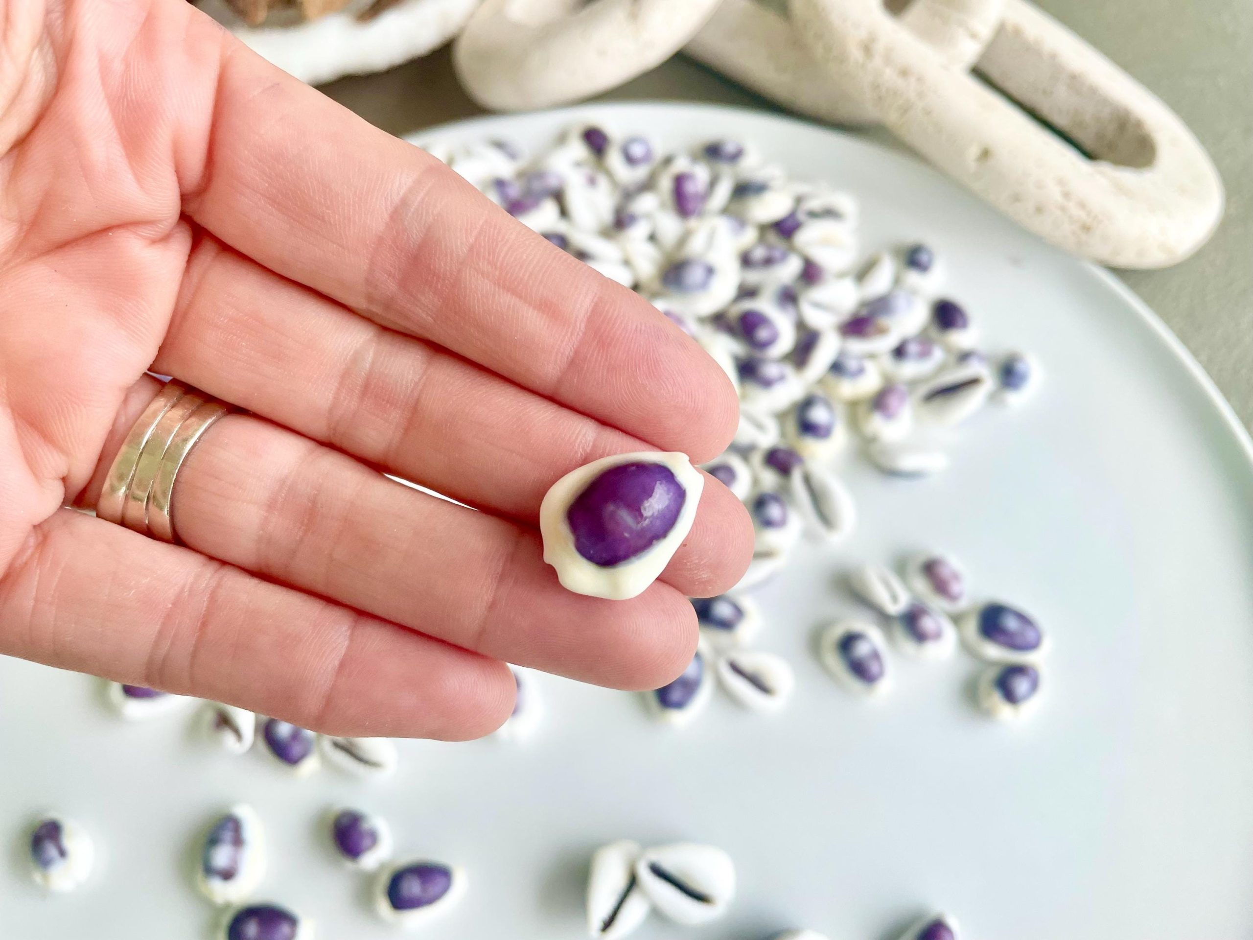 Purple Top Money Cowrie Shells *You Choose Quantity* .5-1" White Small Craft Seashells - Image 3