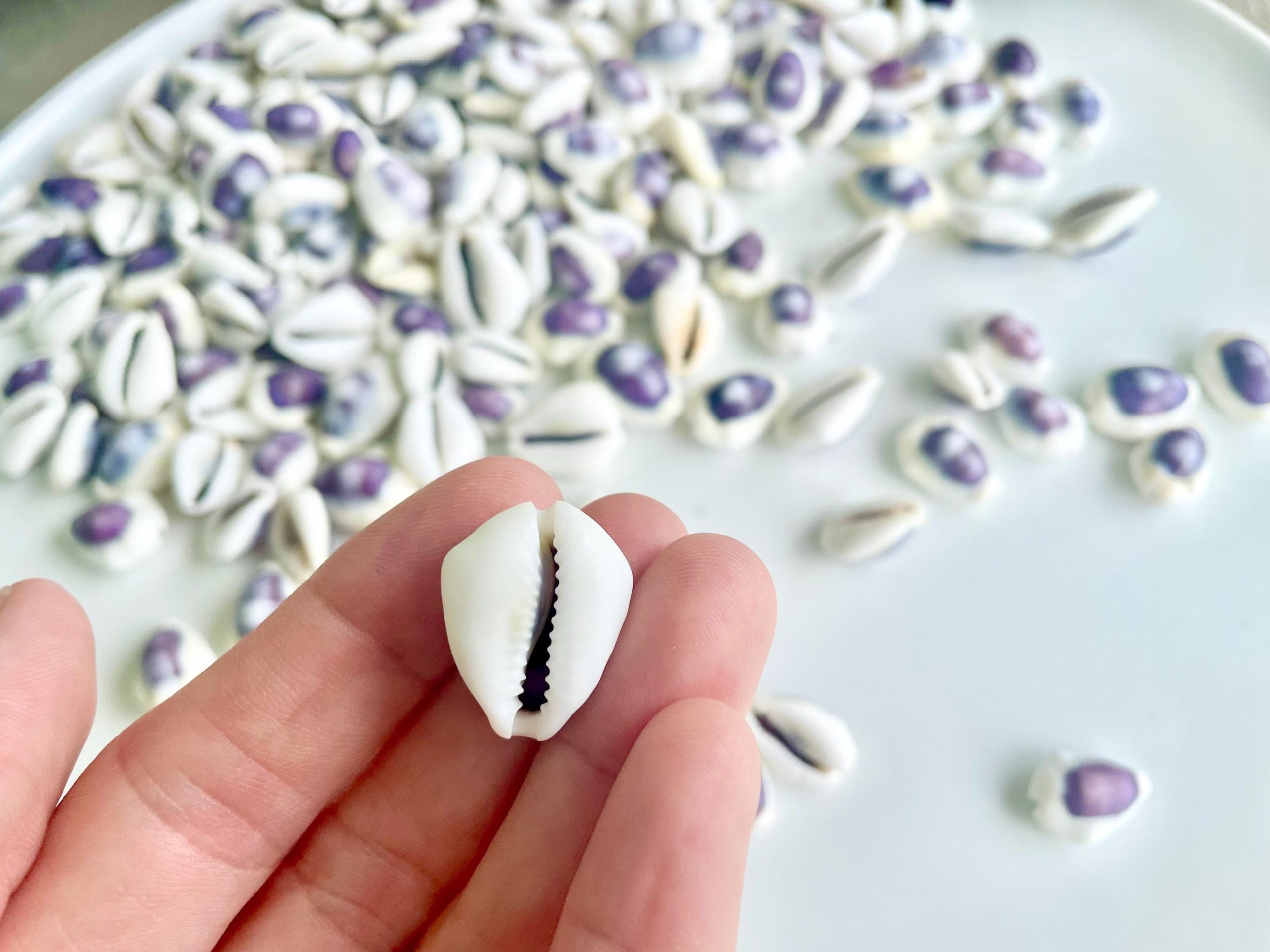 Purple Top Money Cowrie Shells *You Choose Quantity* .5-1" White Small Craft Seashells - Image 6