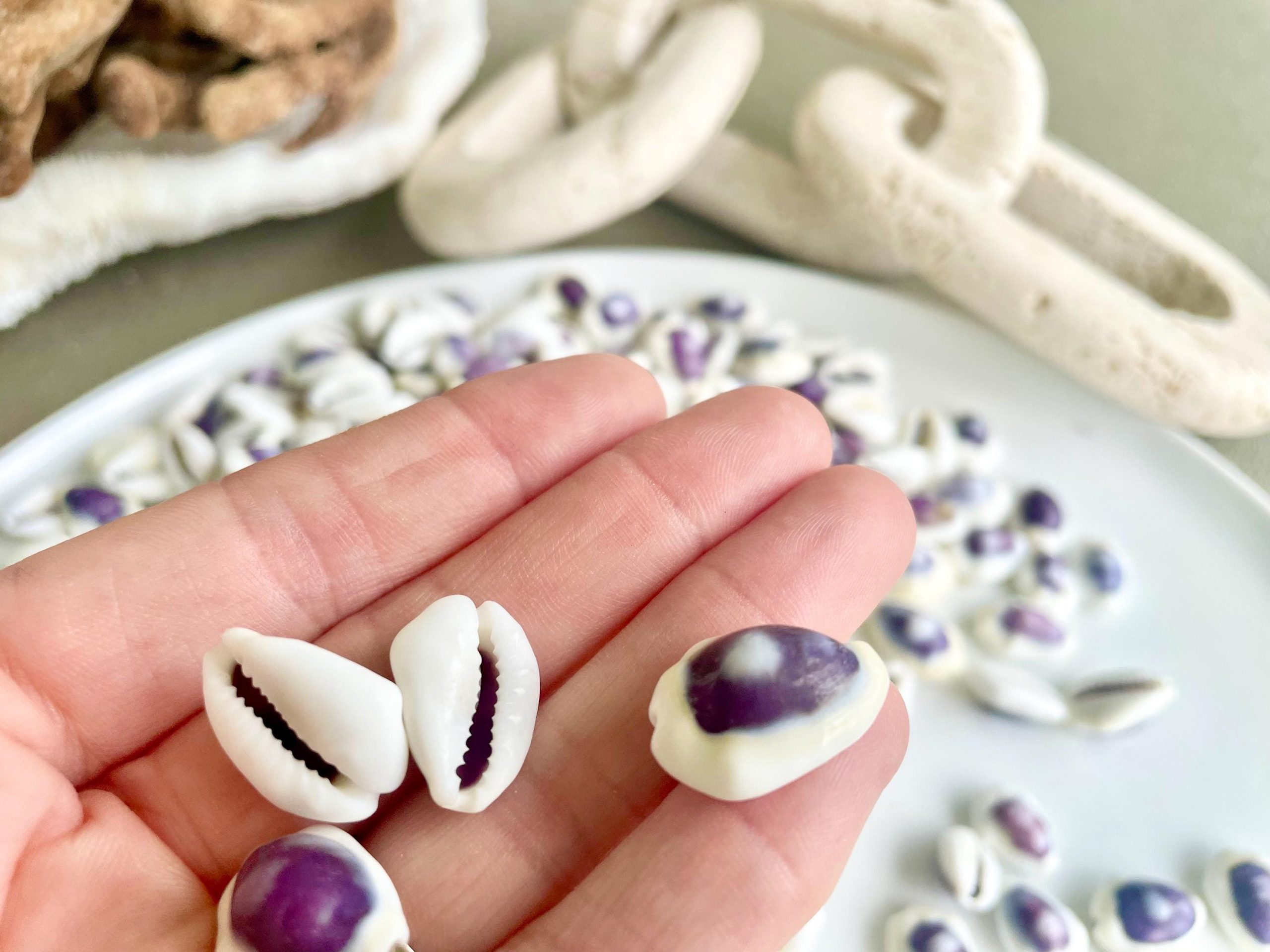 Purple Top Money Cowrie Shells *You Choose Quantity* .5-1" White Small Craft Seashells - Image 9