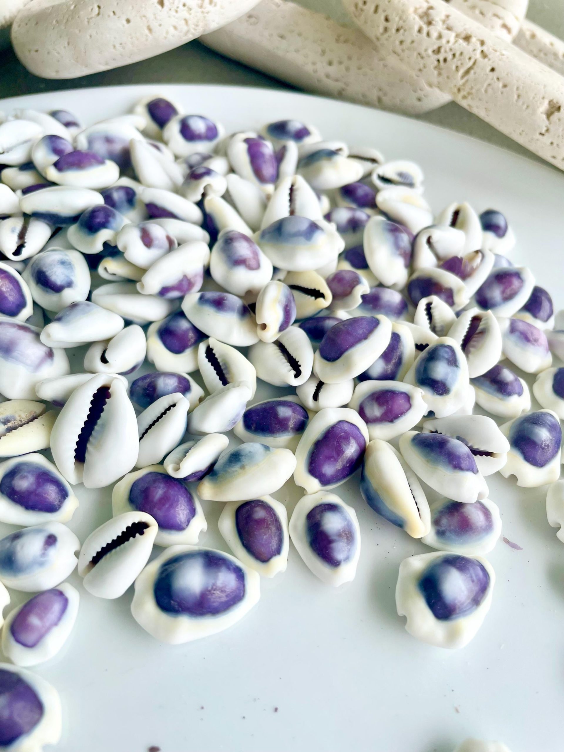 Purple Top Money Cowrie Shells *You Choose Quantity* .5-1" White Small Craft Seashells - Image 2