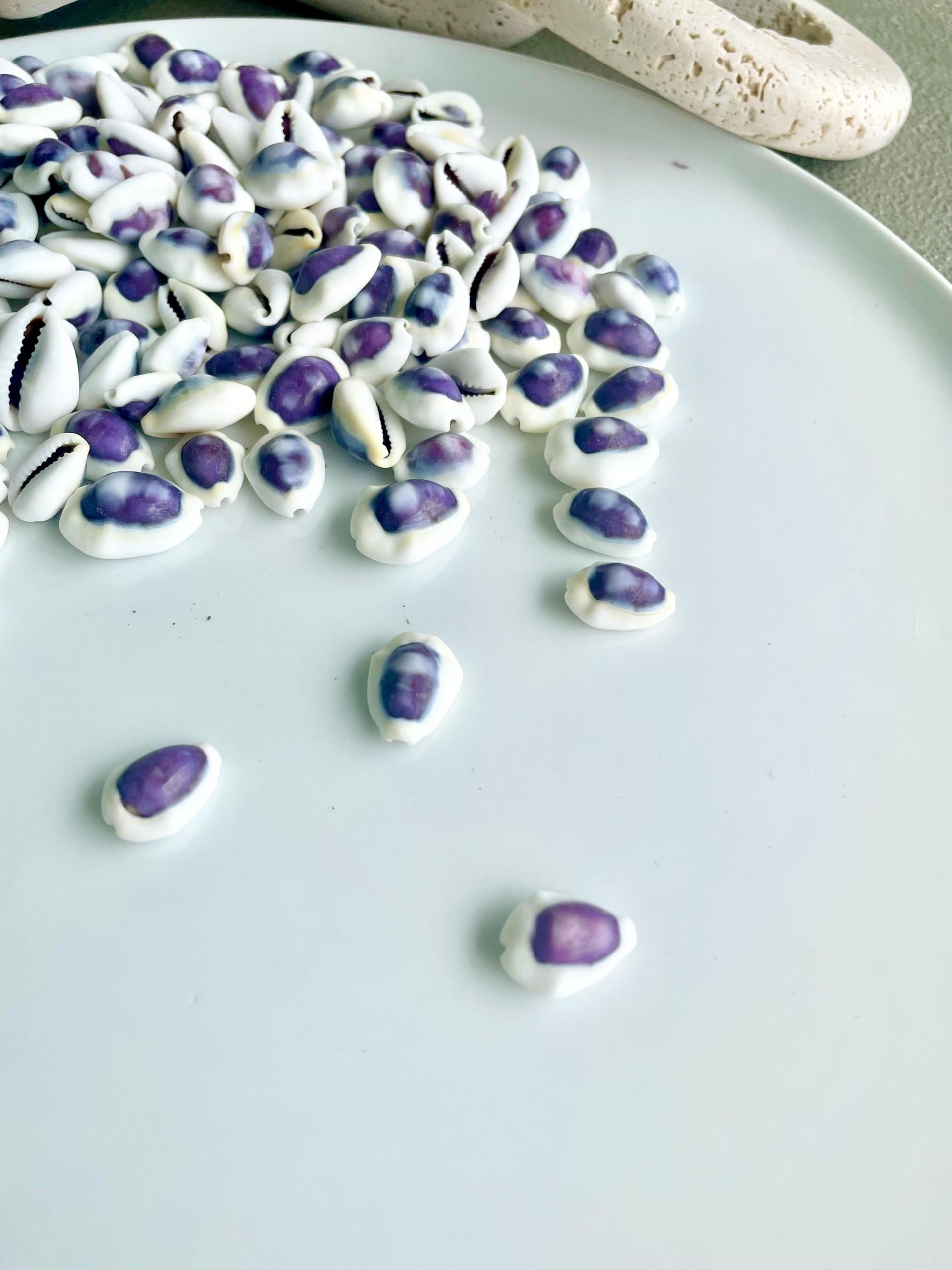 Purple Top Money Cowrie Shells *You Choose Quantity* .5-1" White Small Craft Seashells - Image 10