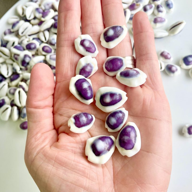 Purple Top Money Cowrie Shells *You Choose Quantity* .5-1" White  Small Craft Seashells