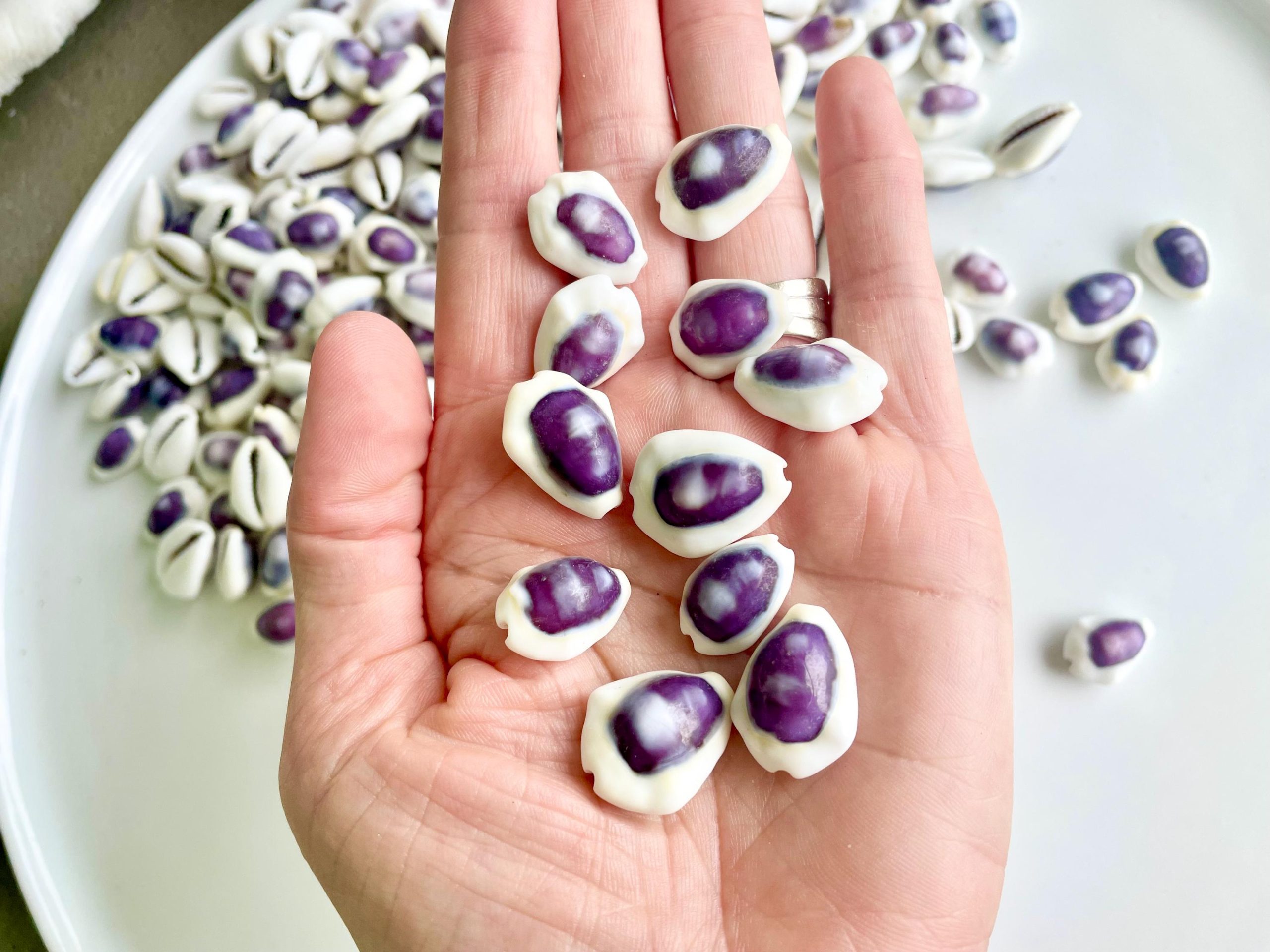 Purple Top Money Cowrie Shells *You Choose Quantity* .5-1" White Small Craft Seashells