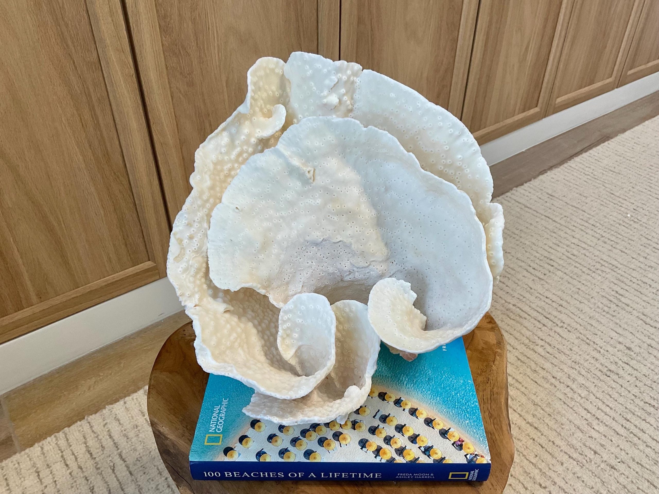 Natural Spiral Cup Coral Fossil Specimen: 9.5x9x10.5" Beach House Coastal Décor - Image 2