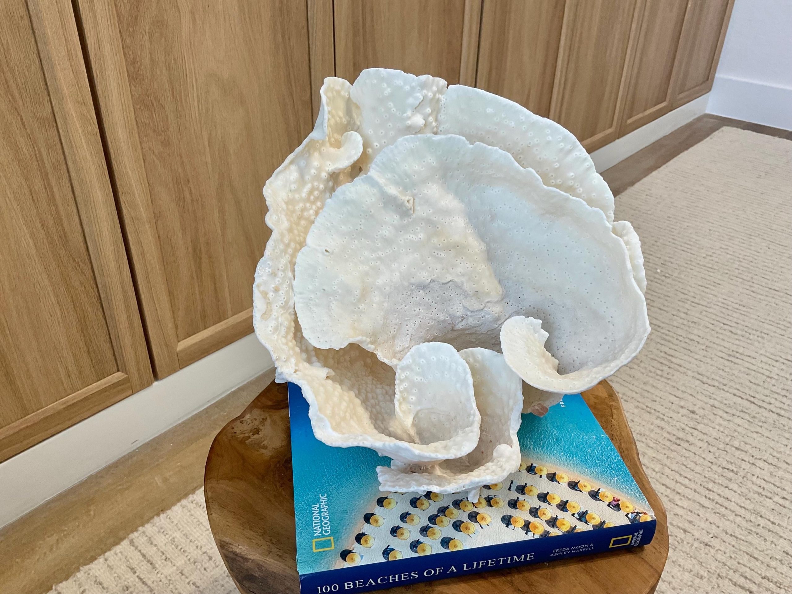 Natural Spiral Cup Coral Fossil Specimen: 9.5x9x10.5" Beach House Coastal Décor - Image 12