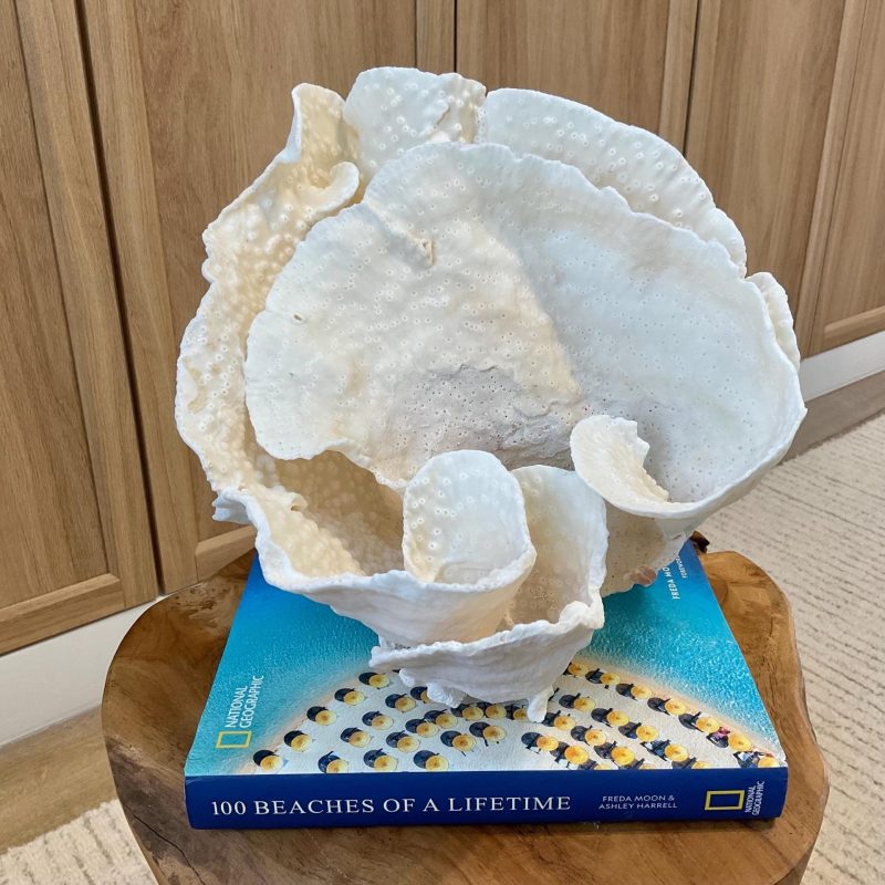 Natural Spiral Cup Coral Fossil Specimen: 9.5x9x10.5" Beach House Coastal Décor