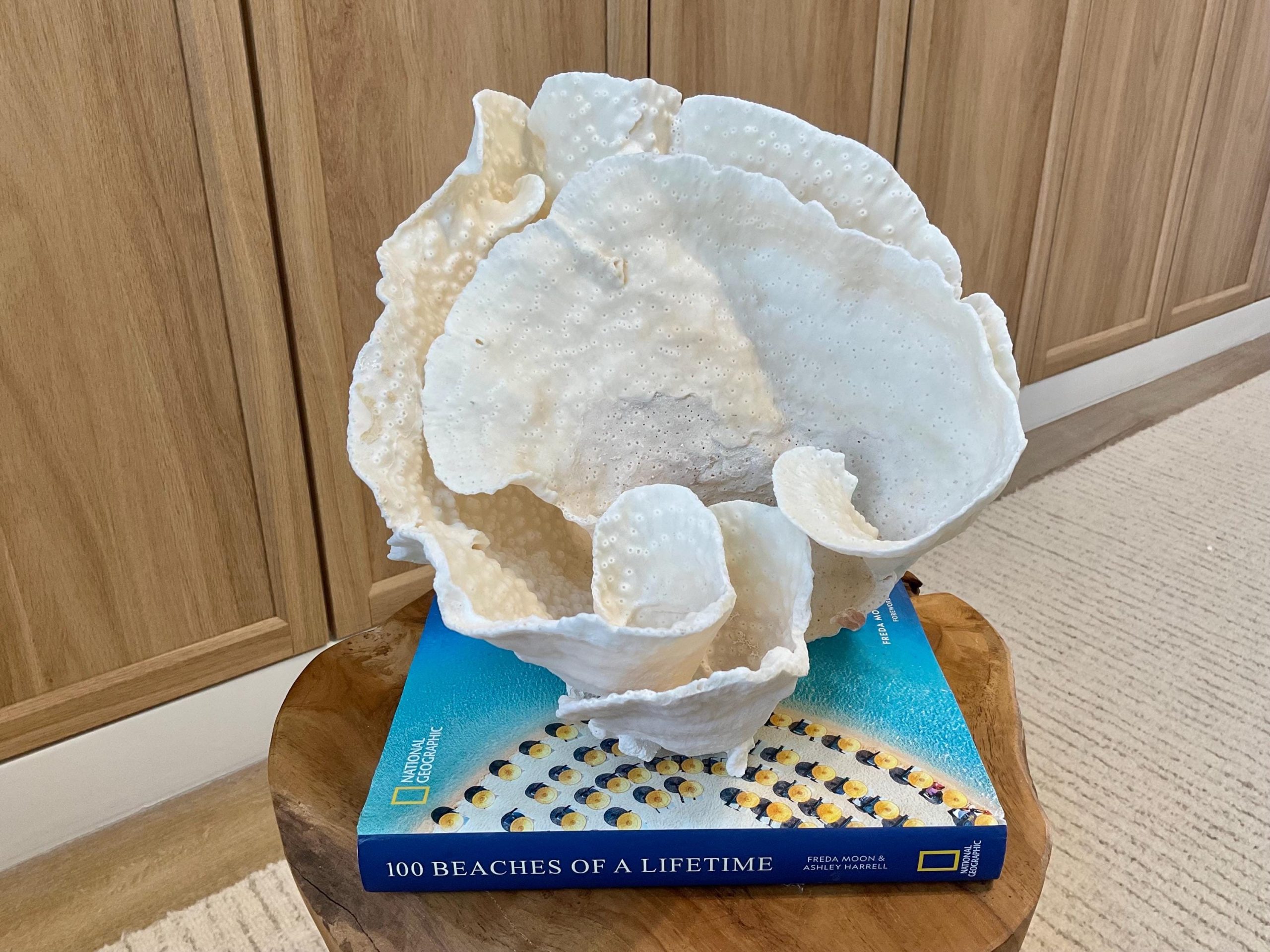 Natural Spiral Cup Coral Fossil Specimen: 9.5x9x10.5" Beach House Coastal Décor