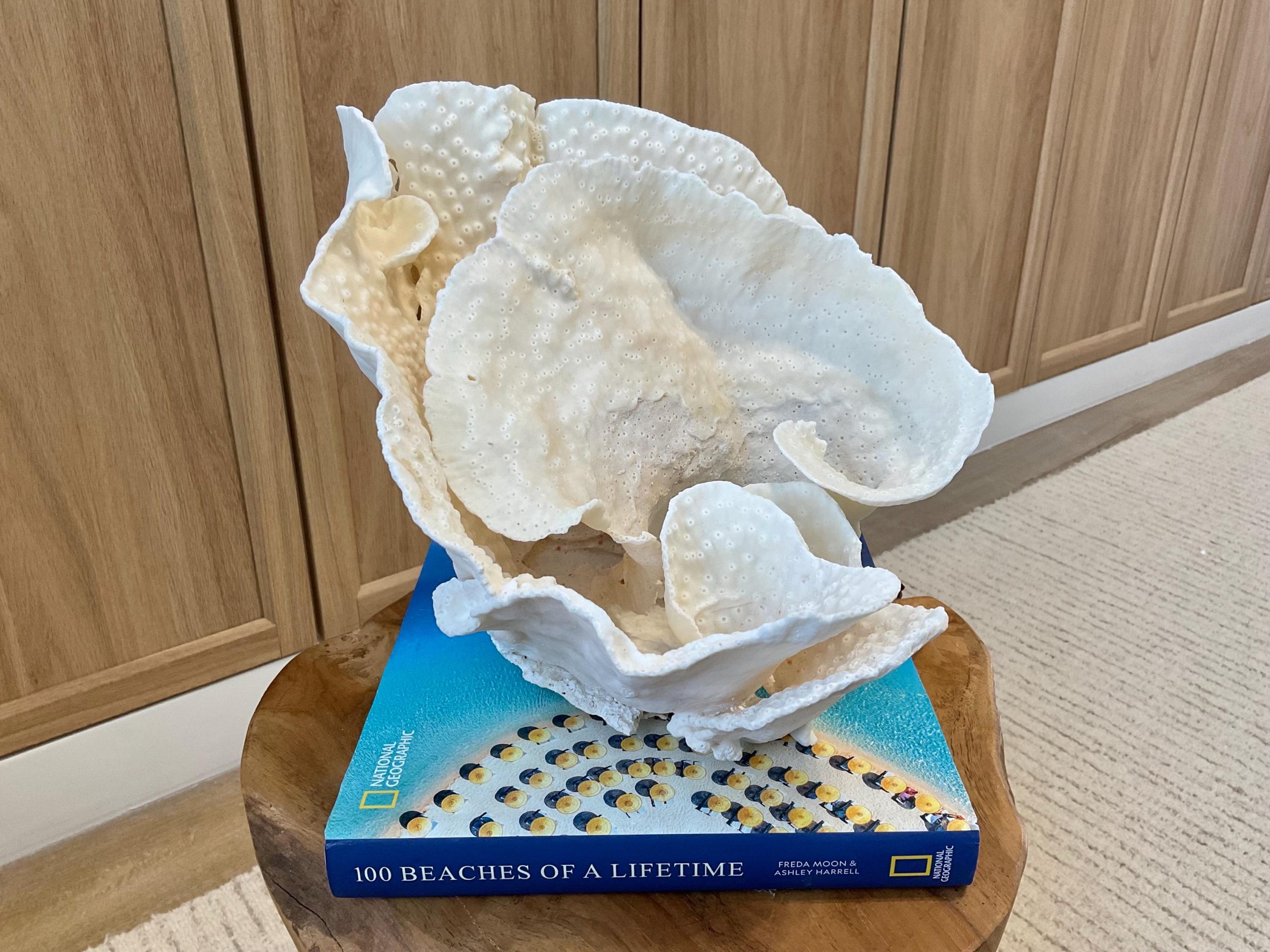 Natural Spiral Cup Coral Fossil Specimen: 9.5x9x10.5" Beach House Coastal Décor - Image 6