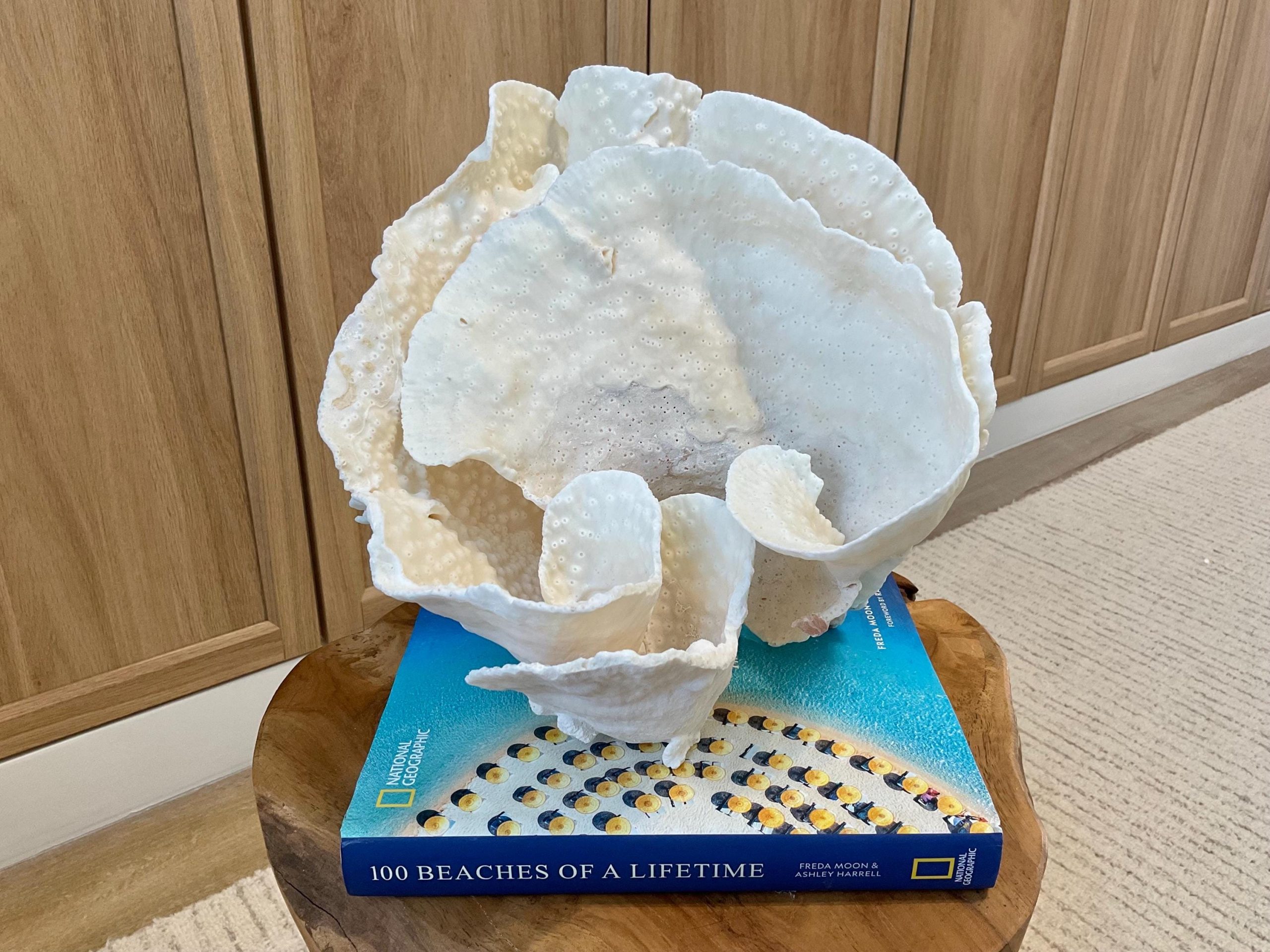 Natural Spiral Cup Coral Fossil Specimen: 9.5x9x10.5" Beach House Coastal Décor - Image 3