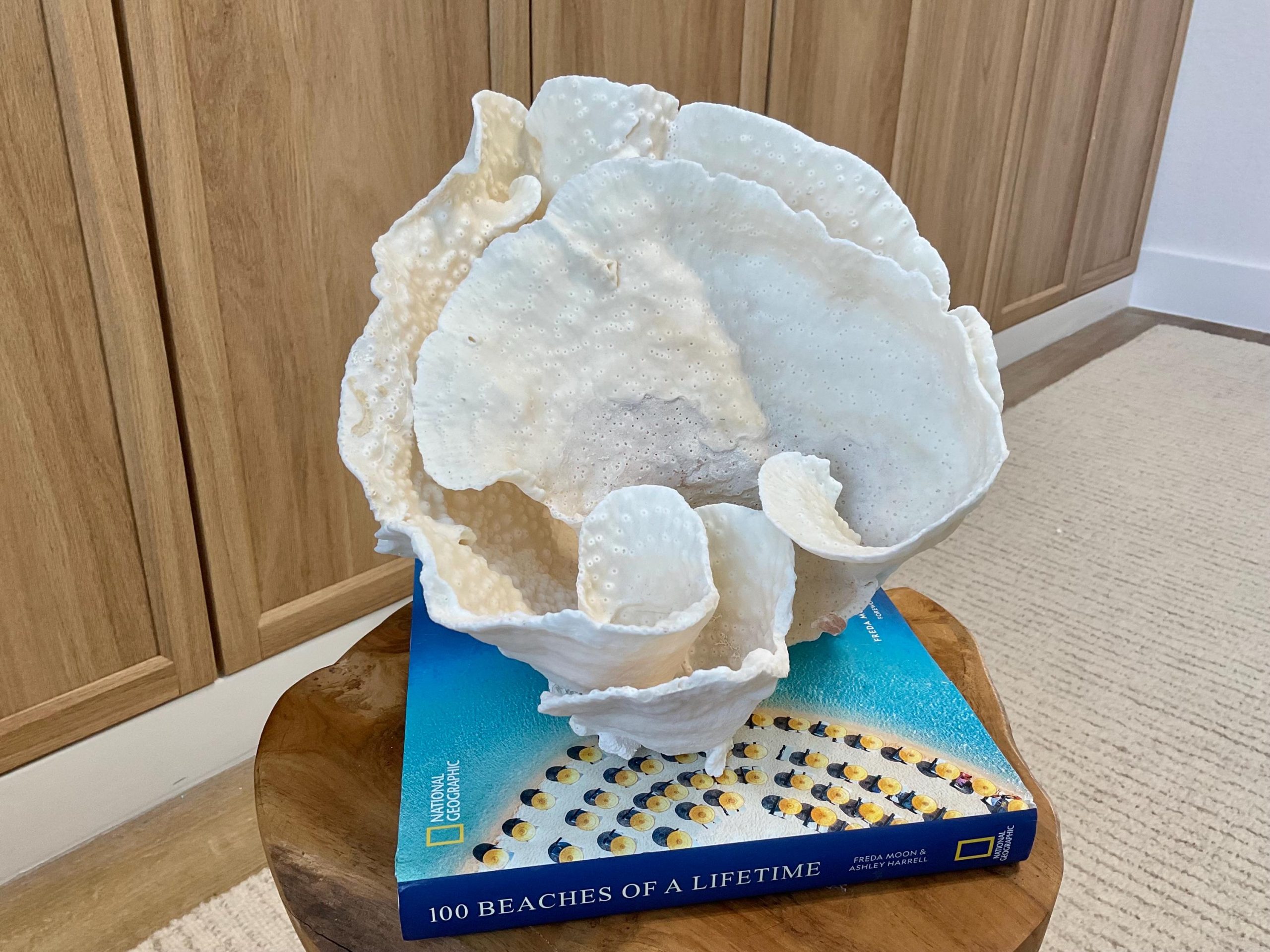 Natural Spiral Cup Coral Fossil Specimen: 9.5x9x10.5" Beach House Coastal Décor - Image 11