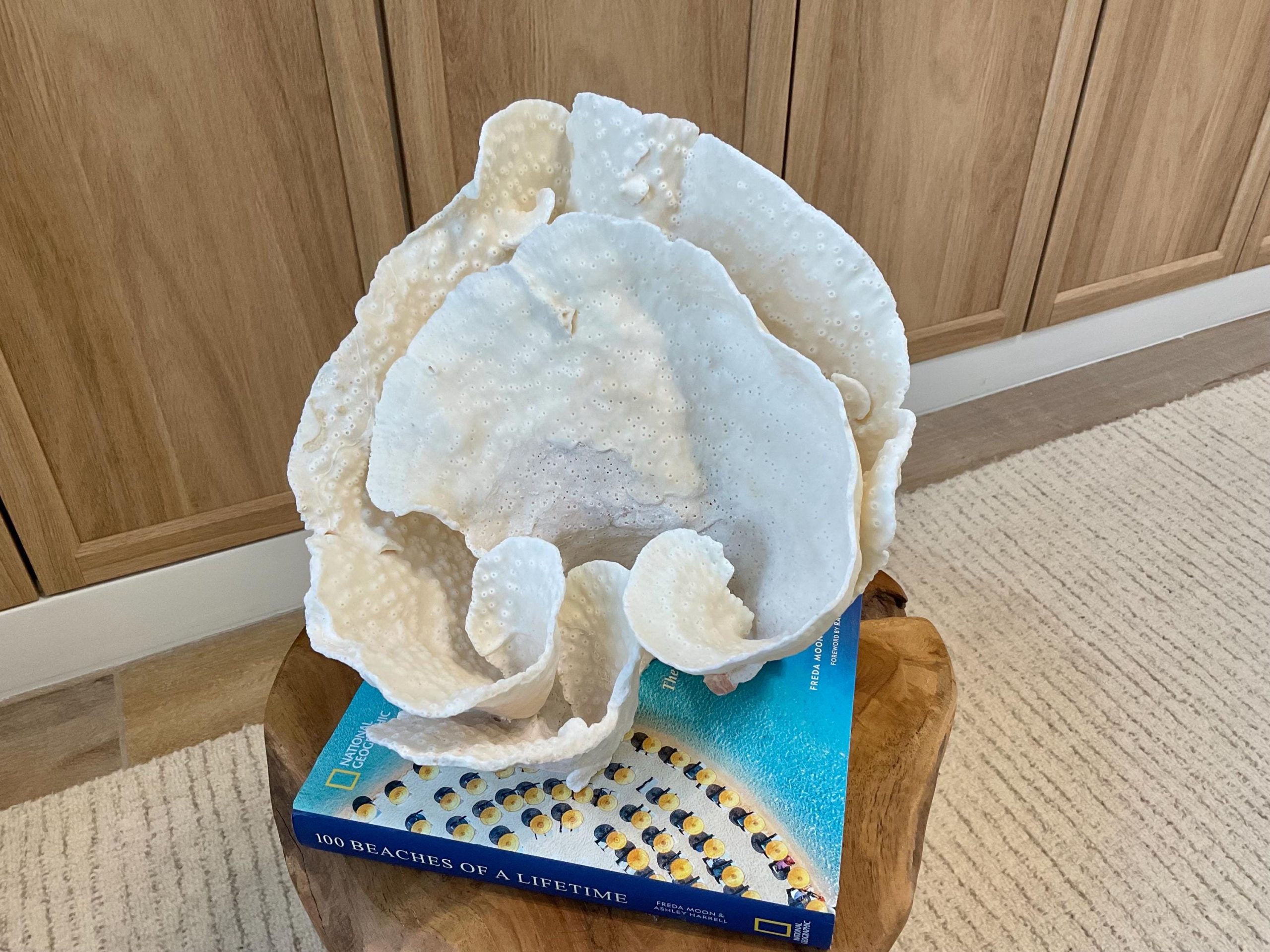 Natural Spiral Cup Coral Fossil Specimen: 9.5x9x10.5" Beach House Coastal Décor - Image 5