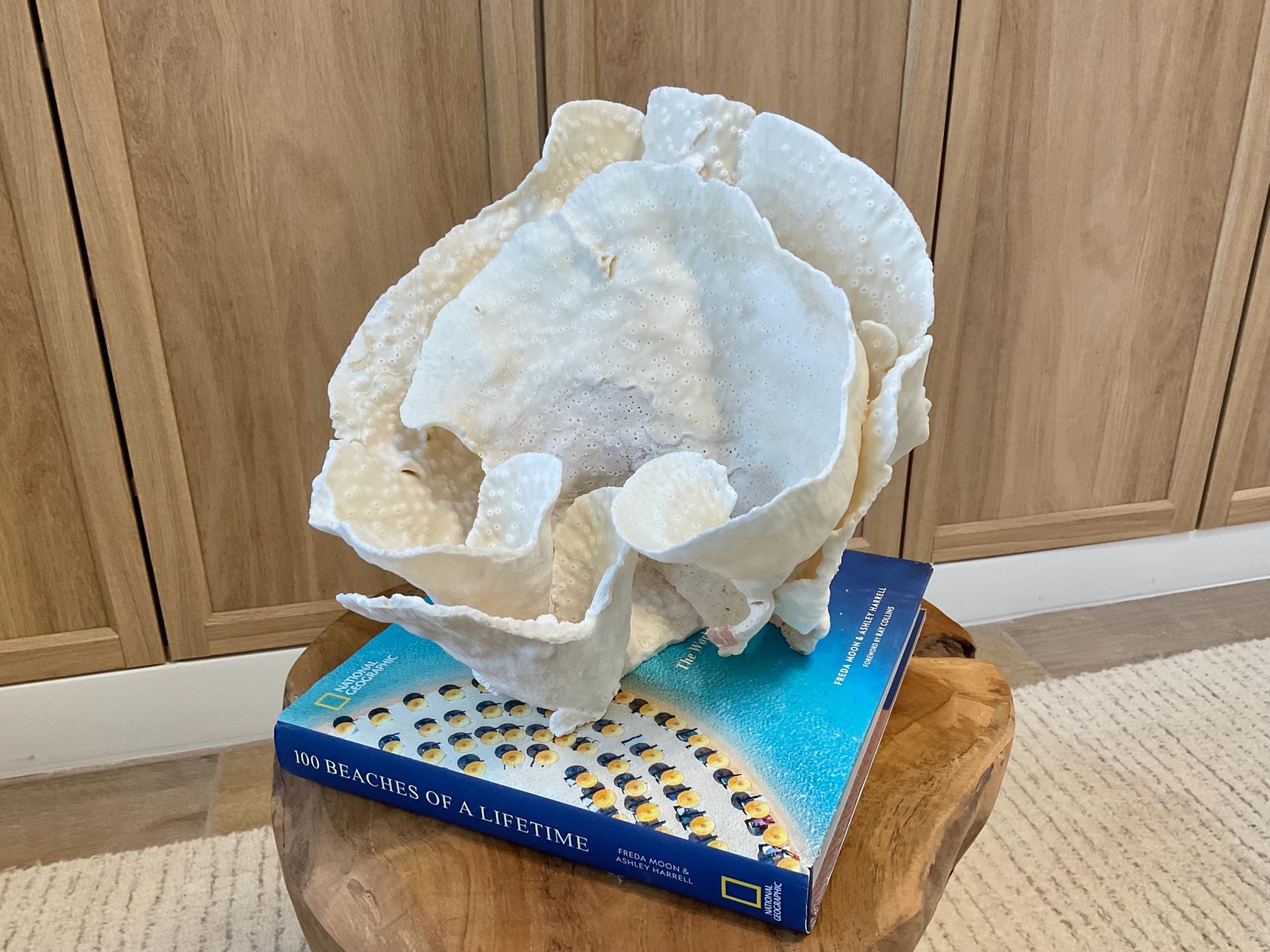 Natural Spiral Cup Coral Fossil Specimen: 9.5x9x10.5" Beach House Coastal Décor - Image 10