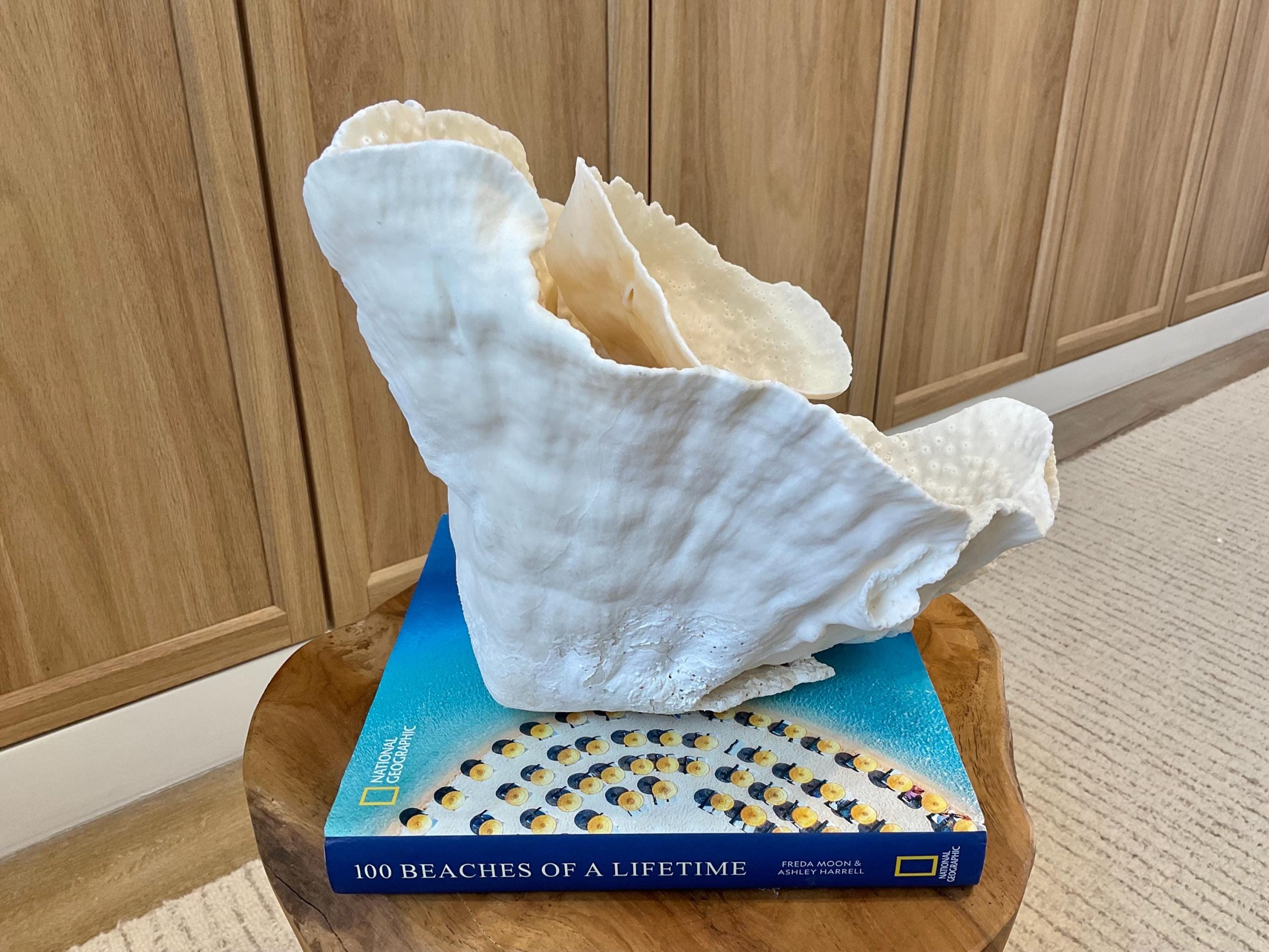 Natural Spiral Cup Coral Fossil Specimen: 9.5x9x10.5" Beach House Coastal Décor - Image 14