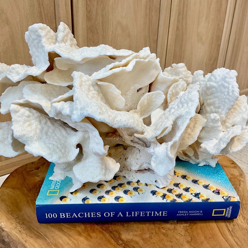 Natural Black Cup Coral Fossil Specimen: 14.5x10x7" Beach House Coastal Décor