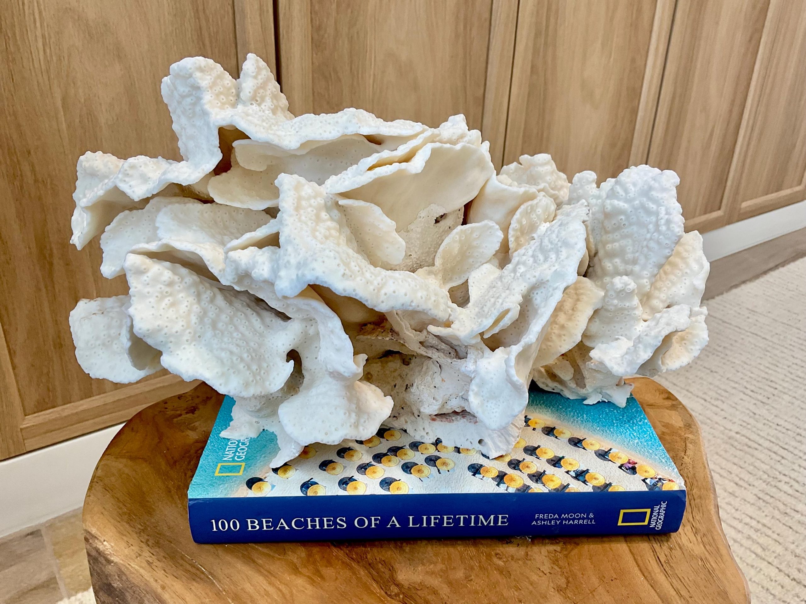 Natural Black Cup Coral Fossil Specimen: 14.5x10x7" Beach House Coastal Décor