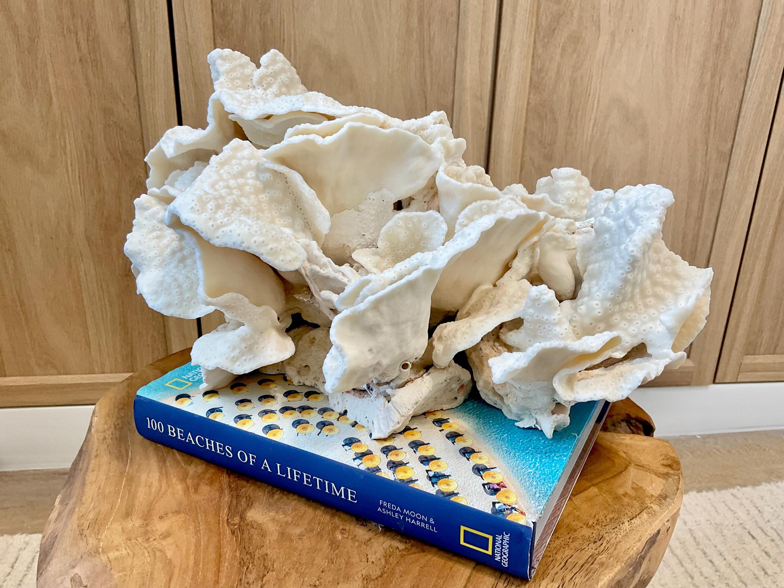 Natural Black Cup Coral Fossil Specimen: 14.5x10x7" Beach House Coastal Décor - Image 4