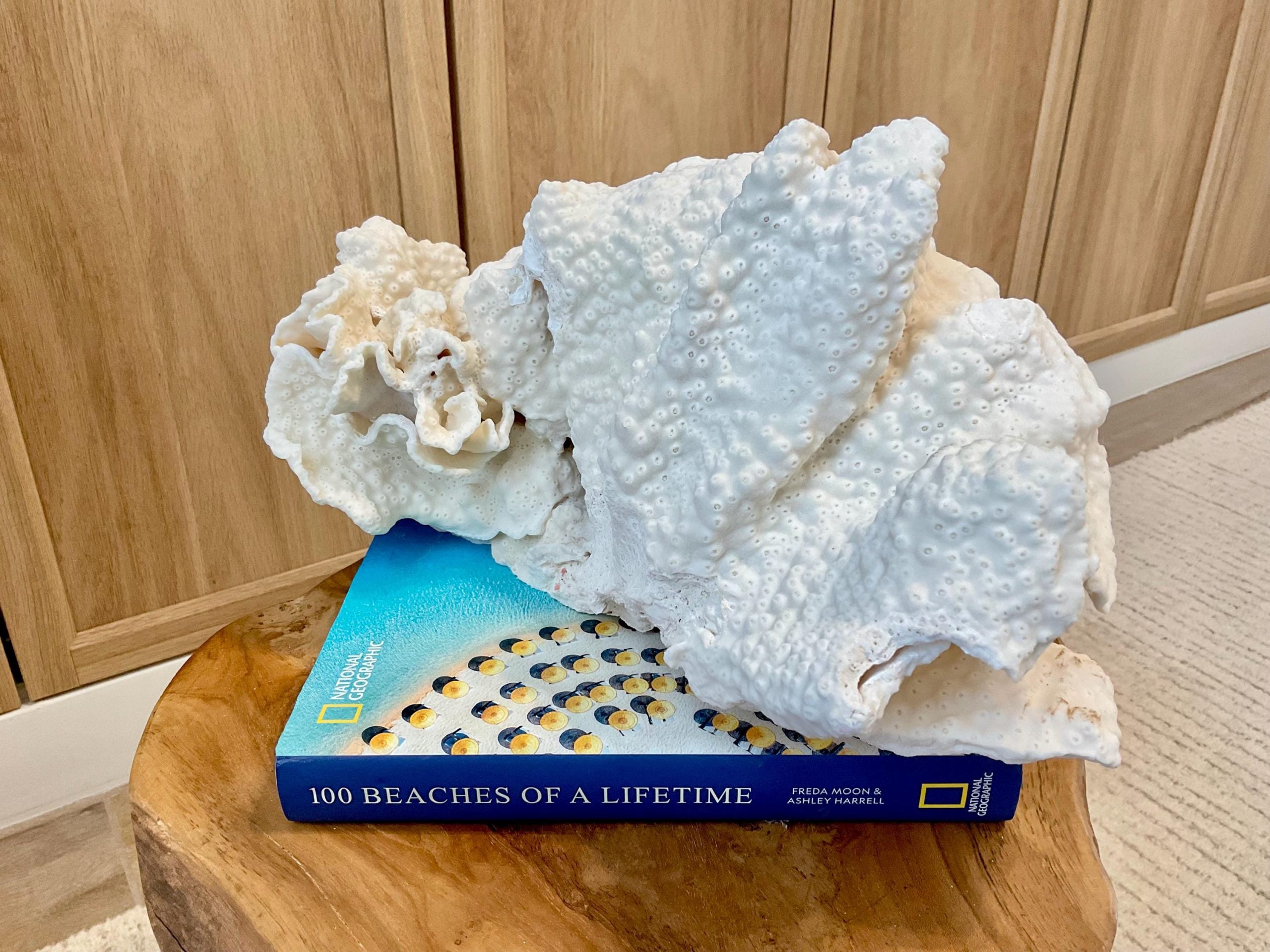 Natural Black Cup Coral Fossil Specimen: 14.5x10x7" Beach House Coastal Décor - Image 10