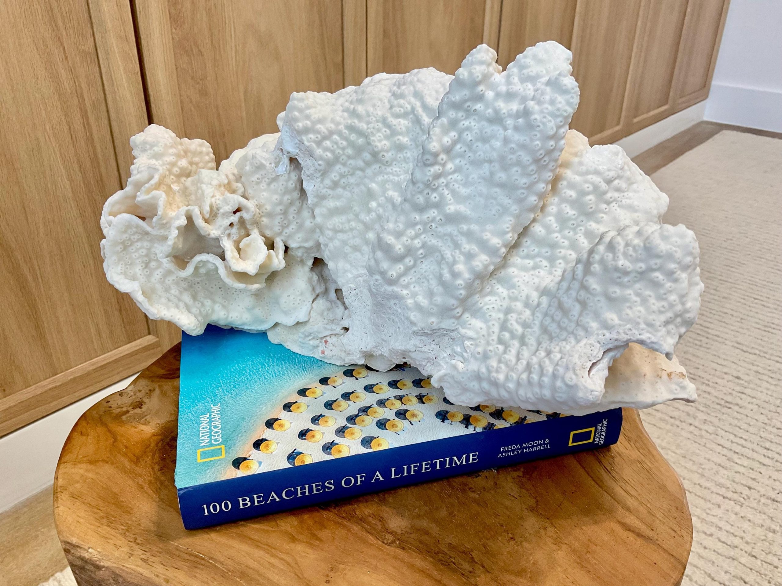 Natural Black Cup Coral Fossil Specimen: 14.5x10x7" Beach House Coastal Décor - Image 11