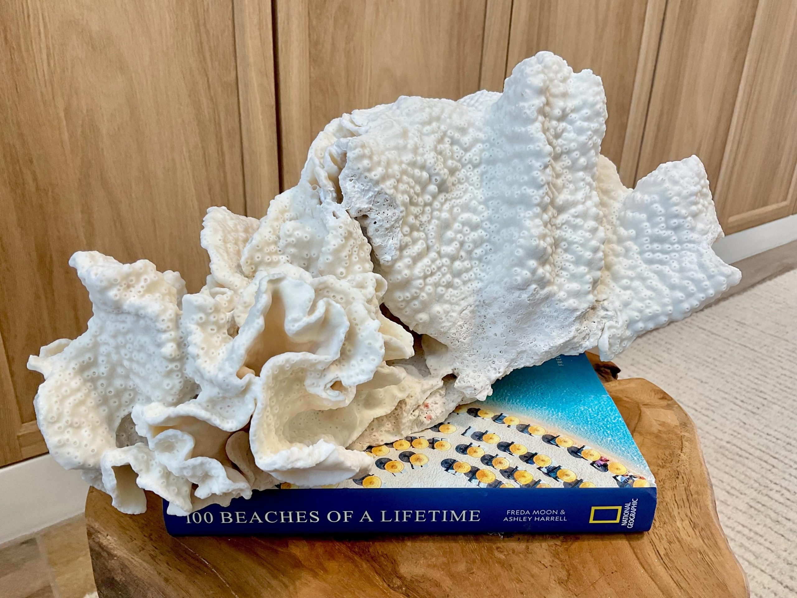 Natural Black Cup Coral Fossil Specimen: 14.5x10x7" Beach House Coastal Décor - Image 13