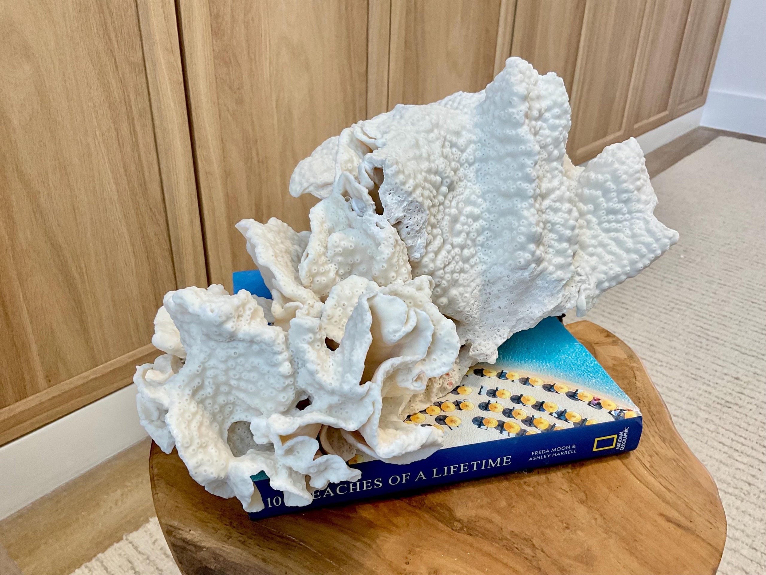 Natural Black Cup Coral Fossil Specimen: 14.5x10x7" Beach House Coastal Décor - Image 14