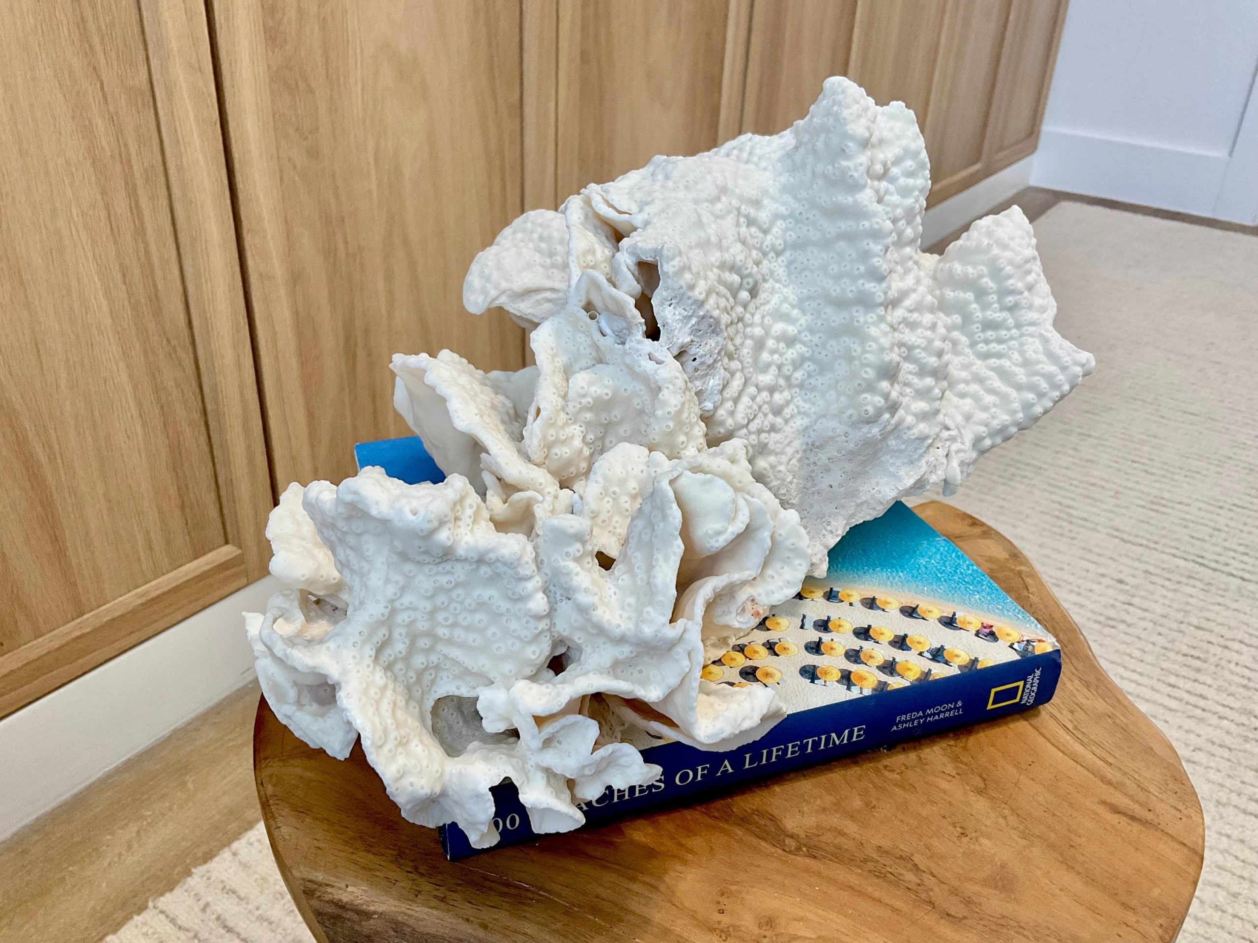 Natural Black Cup Coral Fossil Specimen: 14.5x10x7" Beach House Coastal Décor - Image 15