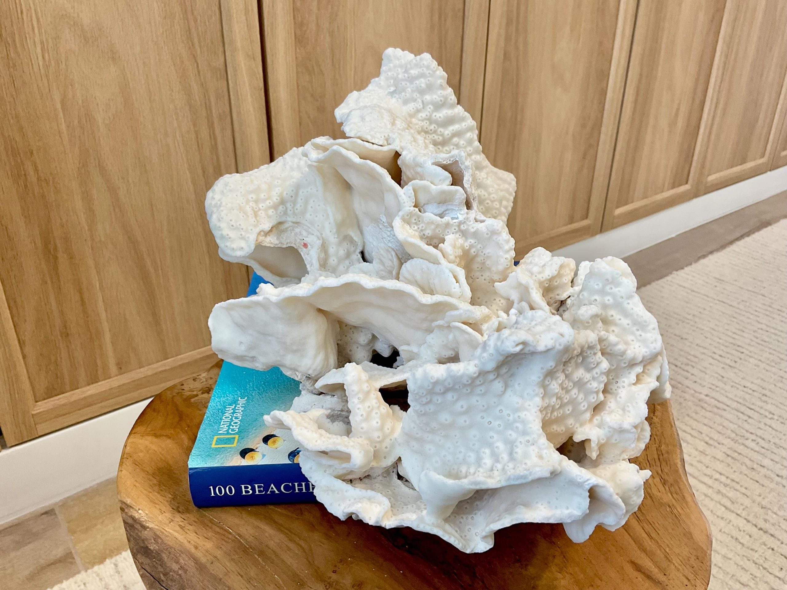 Natural Black Cup Coral Fossil Specimen: 14.5x10x7" Beach House Coastal Décor - Image 17