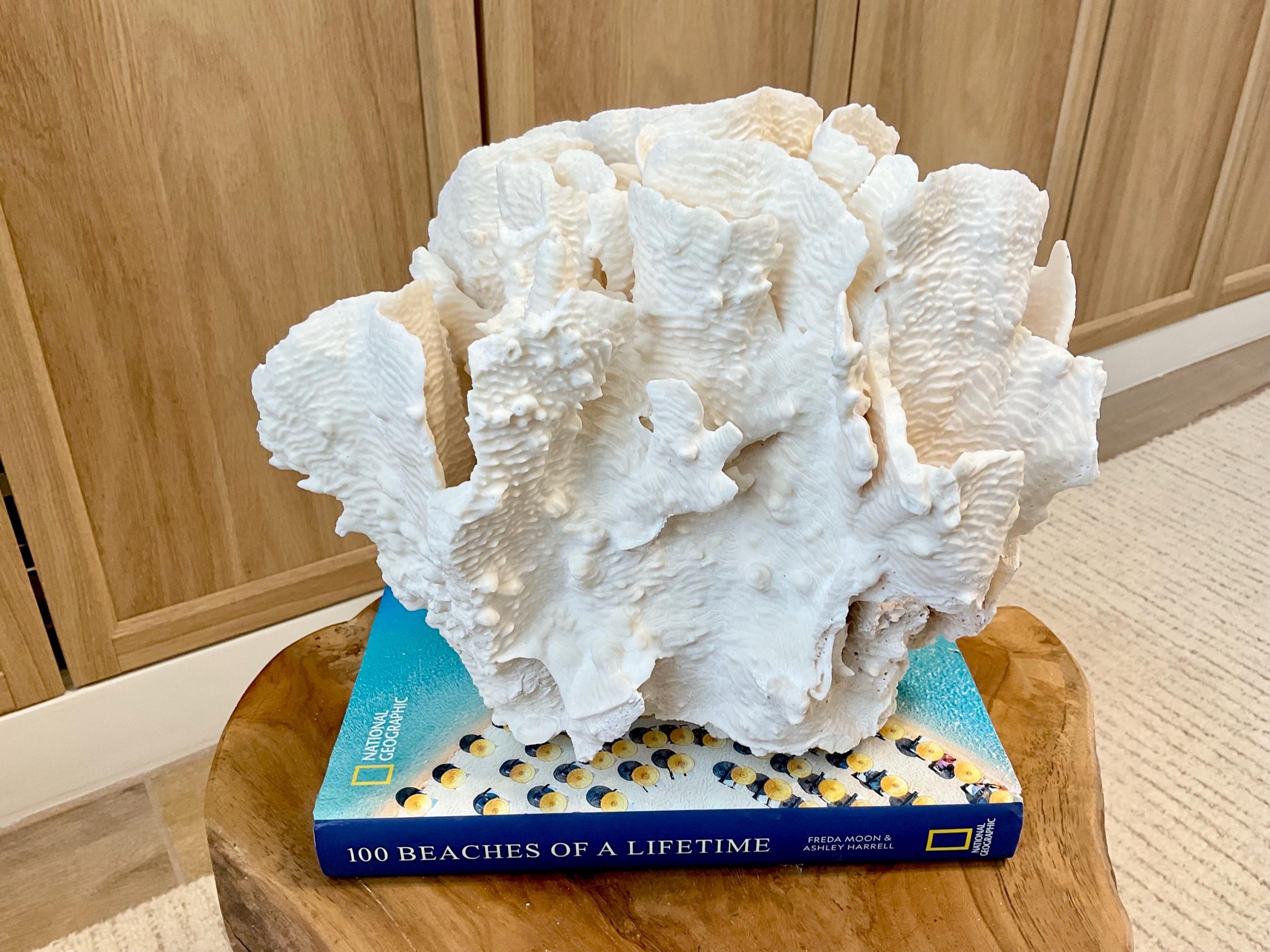 Natural Rugosa Coral Fossil Specimen: 10"x9.5"x7.5" Coastal Beach Home Décor - Image 4