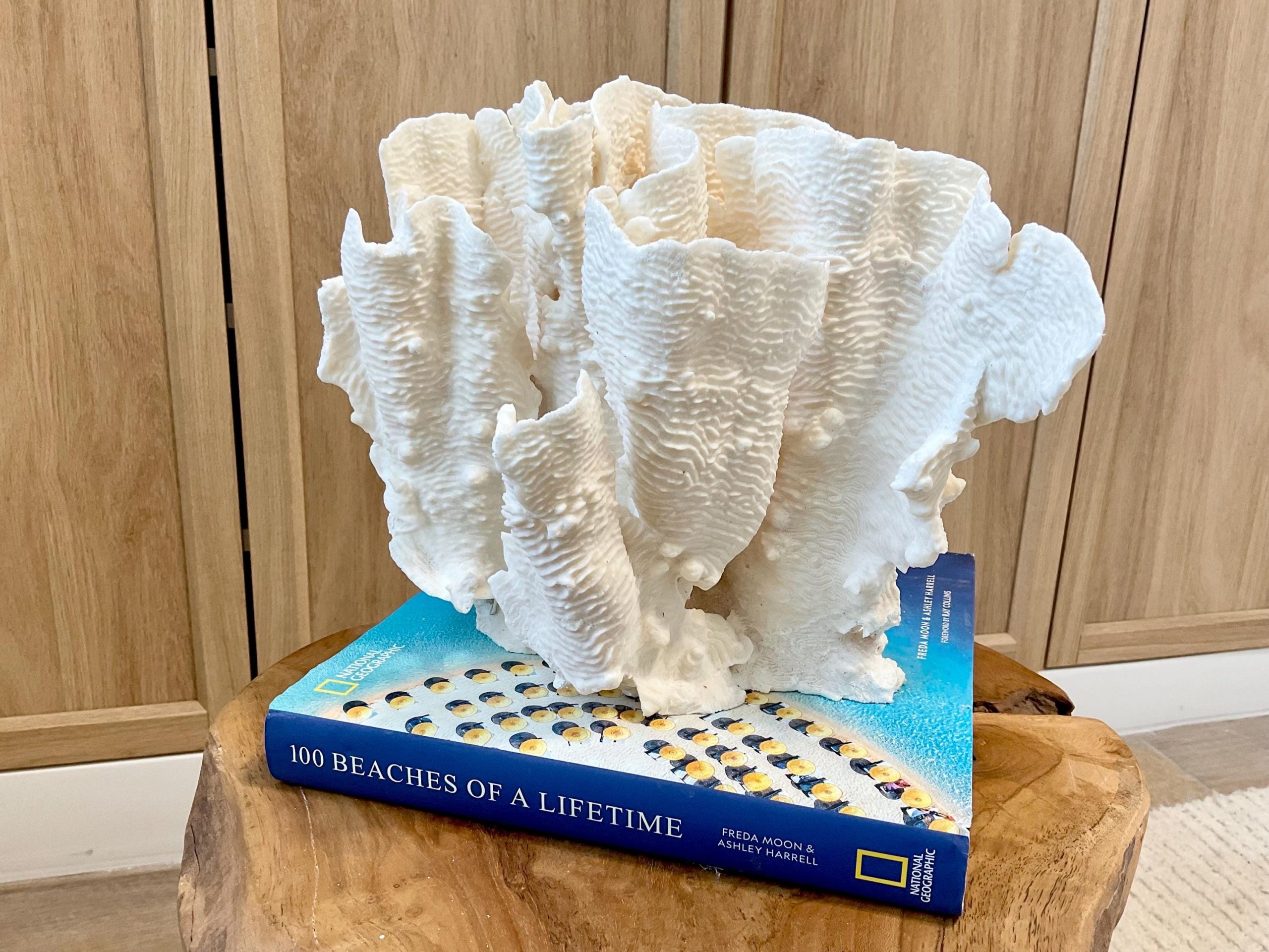 Natural Rugosa Coral Fossil Specimen: 10"x9.5"x7.5" Coastal Beach Home Décor - Image 8