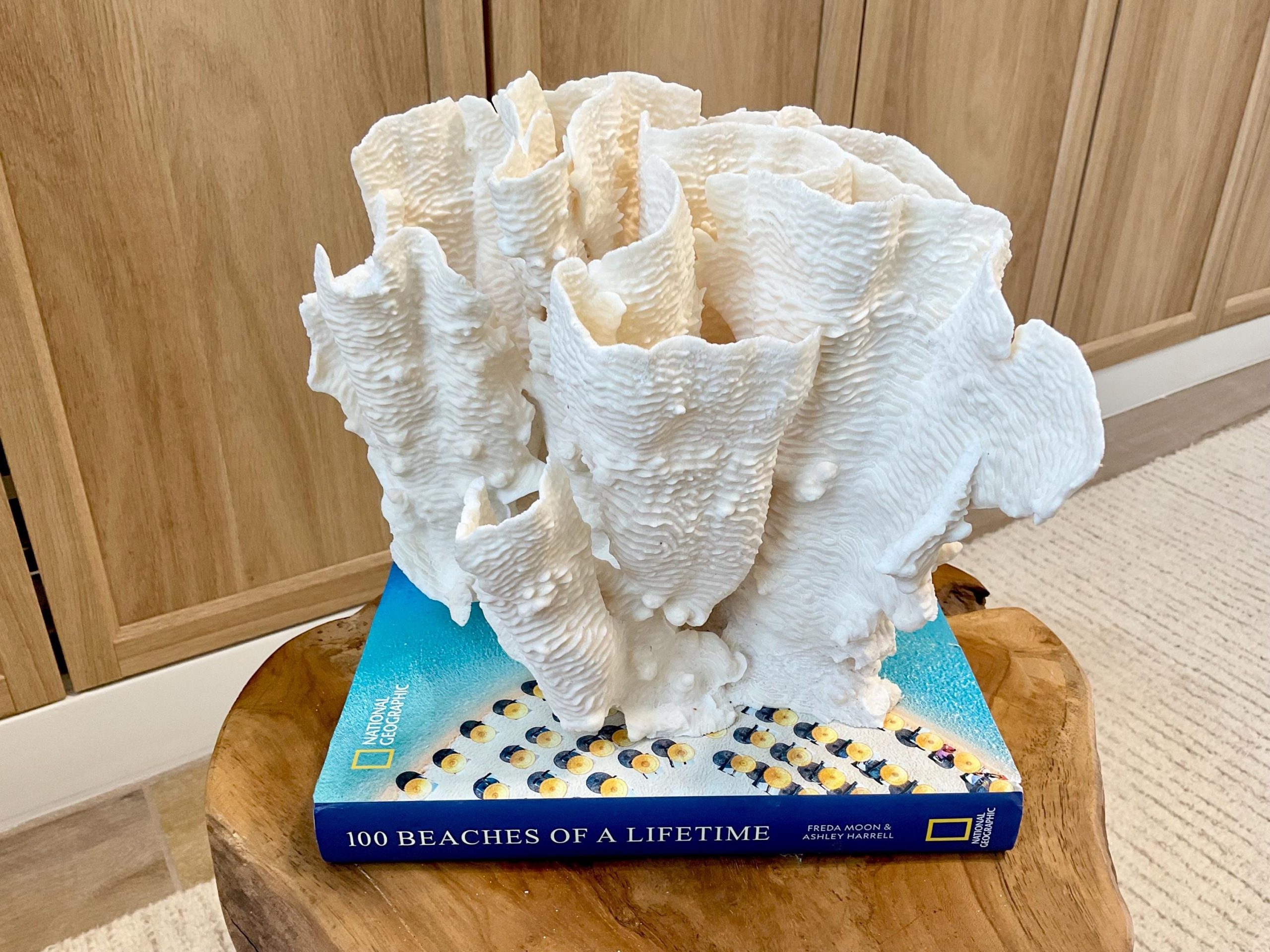 Natural Rugosa Coral Fossil Specimen: 10"x9.5"x7.5" Coastal Beach Home Décor - Image 3