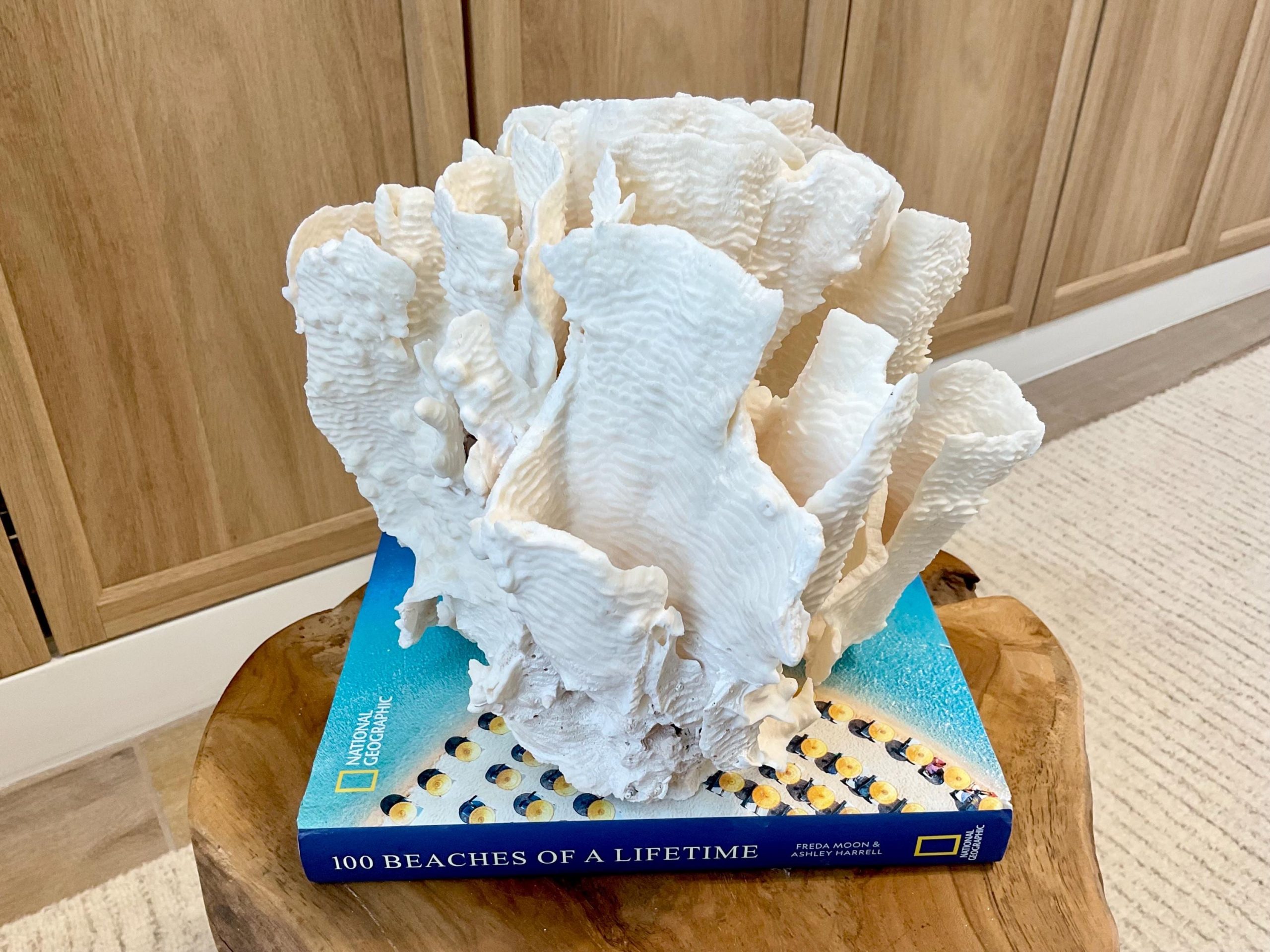 Natural Rugosa Coral Fossil Specimen: 10"x9.5"x7.5" Coastal Beach Home Décor - Image 10