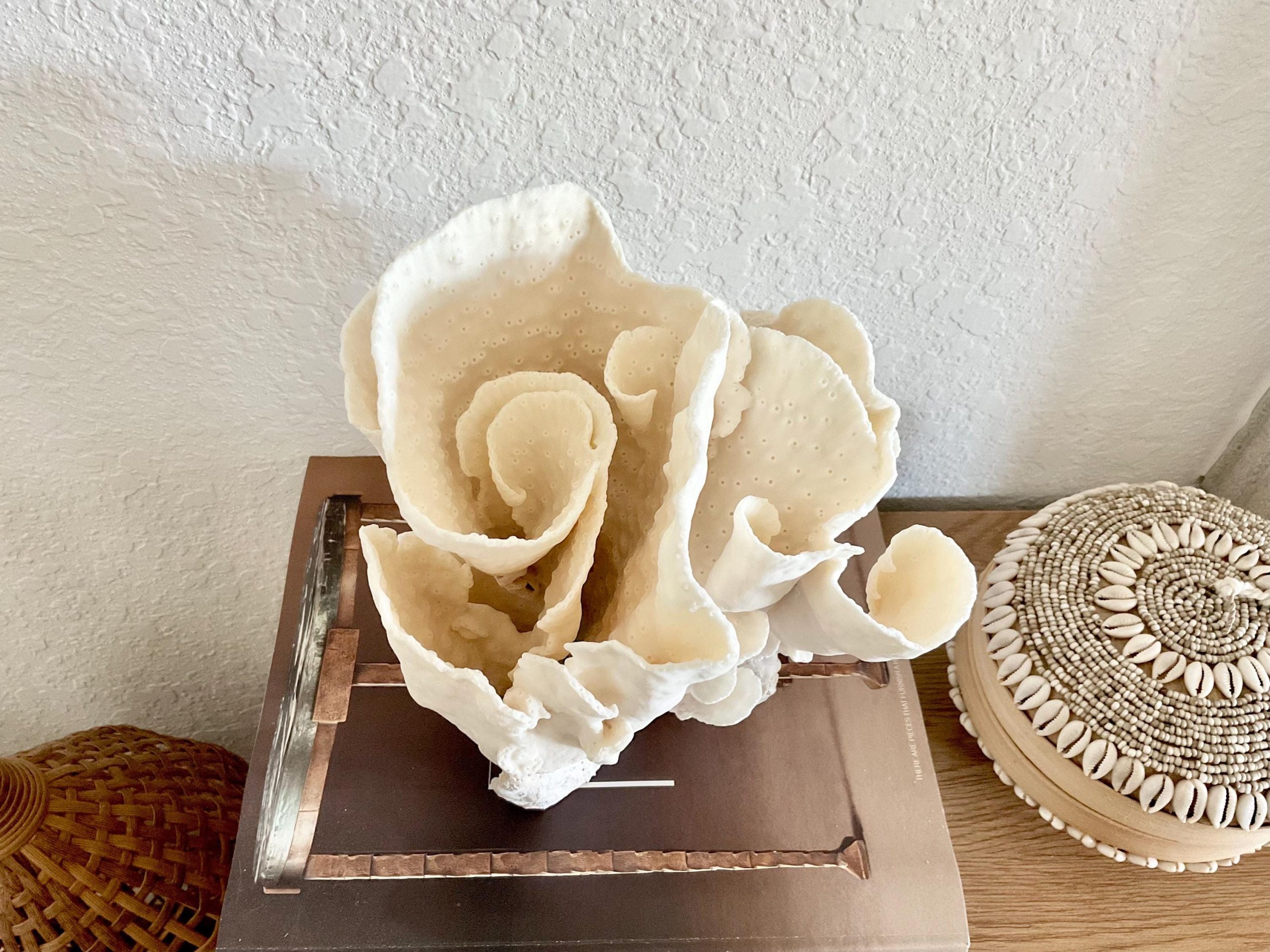 Natural Spiral Cup Coral Fossil Specimen: 9x7.5x8" Beach House Coastal Décor - Image 2