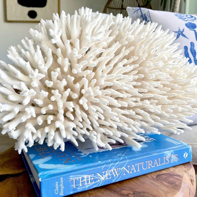 Natural TABLE CORAL 15" x 8.75" x 6" White Fossil Specimen Coastal Beach House Décor