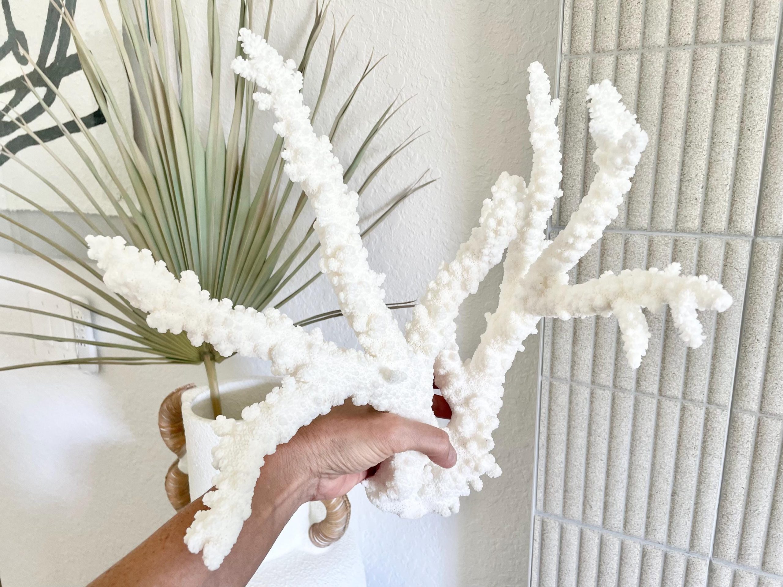 Branch Coral Fossil Specimen: 13.75" x 13"x 9.5" Coastal Beach House Décor - Image 6