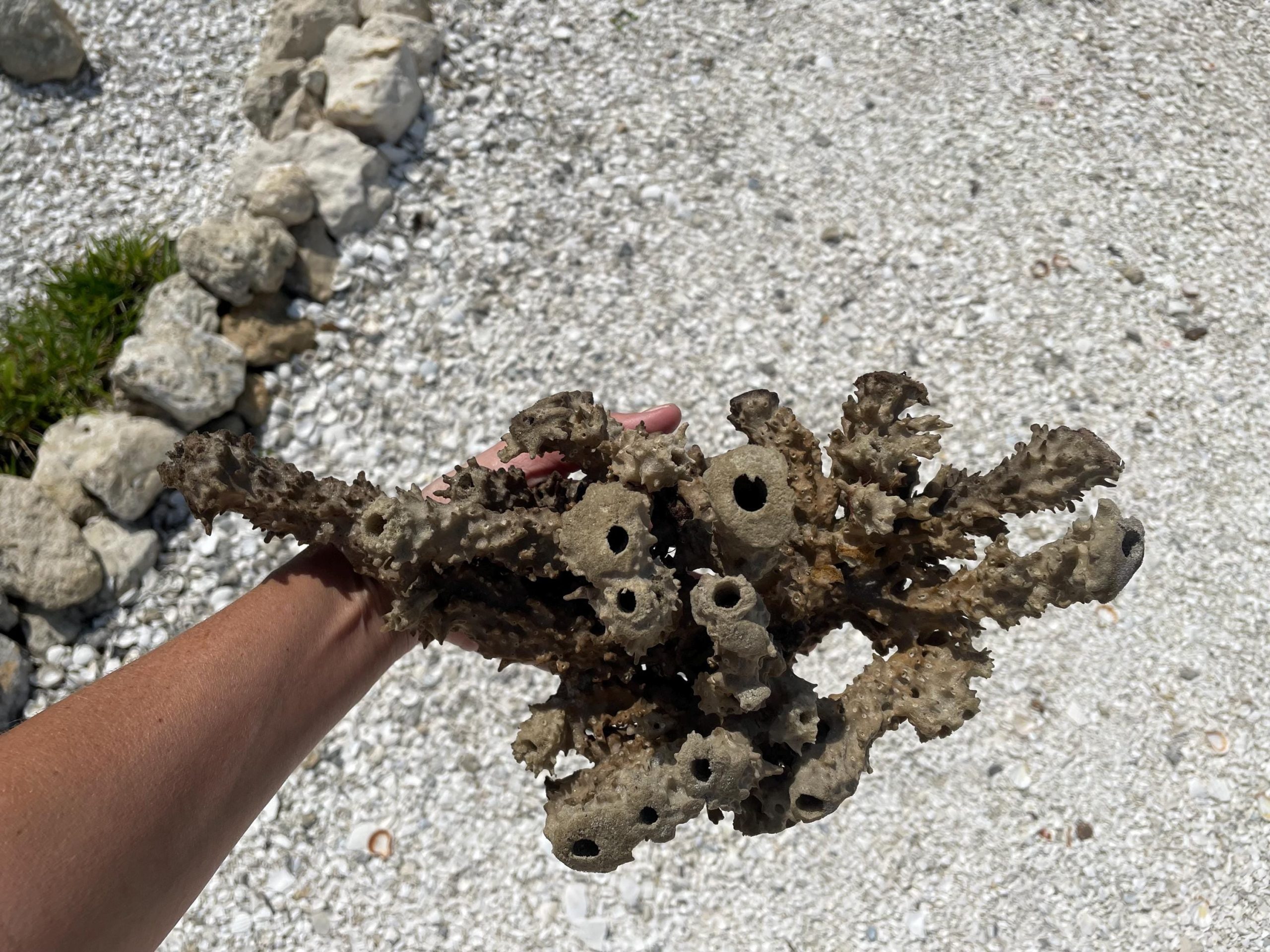 Beach Found Natural Stove Pipe Sea Sponge 13.5" Coastal Home Décor - Image 9