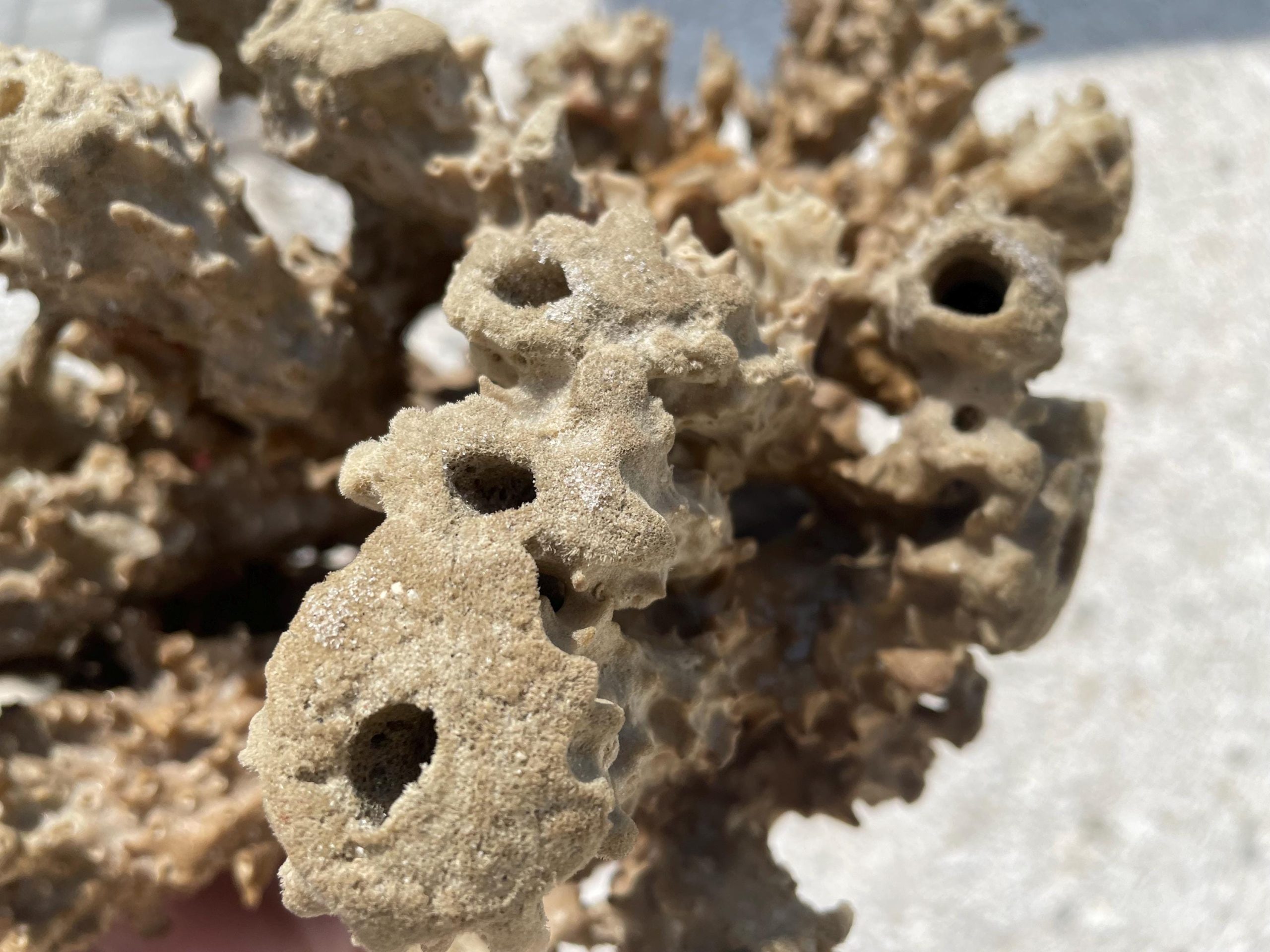 Beach Found Natural Stove Pipe Sea Sponge 13.5" Coastal Home Décor - Image 2