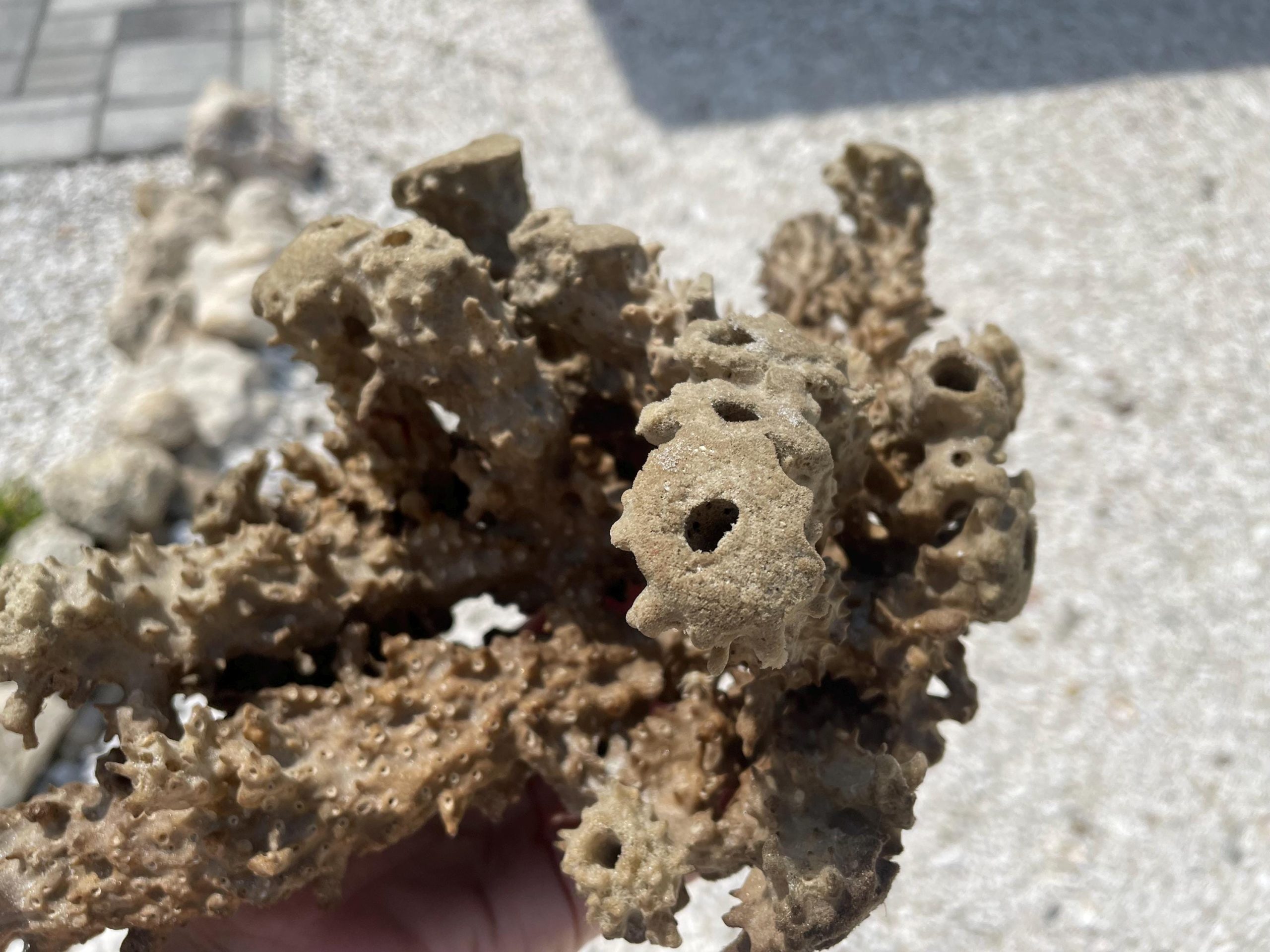 Beach Found Natural Stove Pipe Sea Sponge 13.5" Coastal Home Décor - Image 5