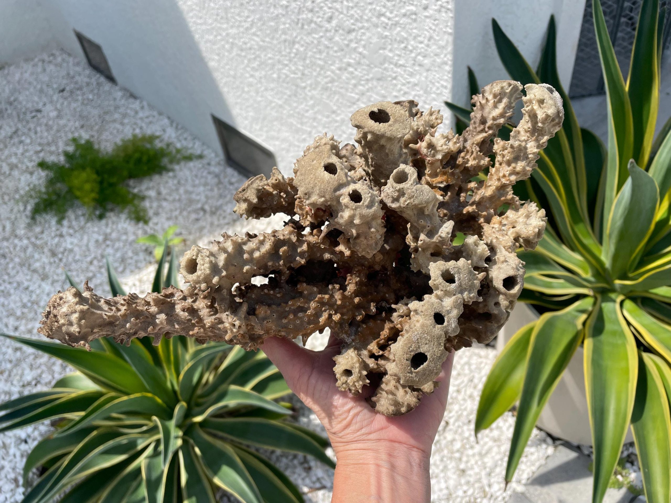 Beach Found Natural Stove Pipe Sea Sponge 13.5" Coastal Home Décor - Image 7