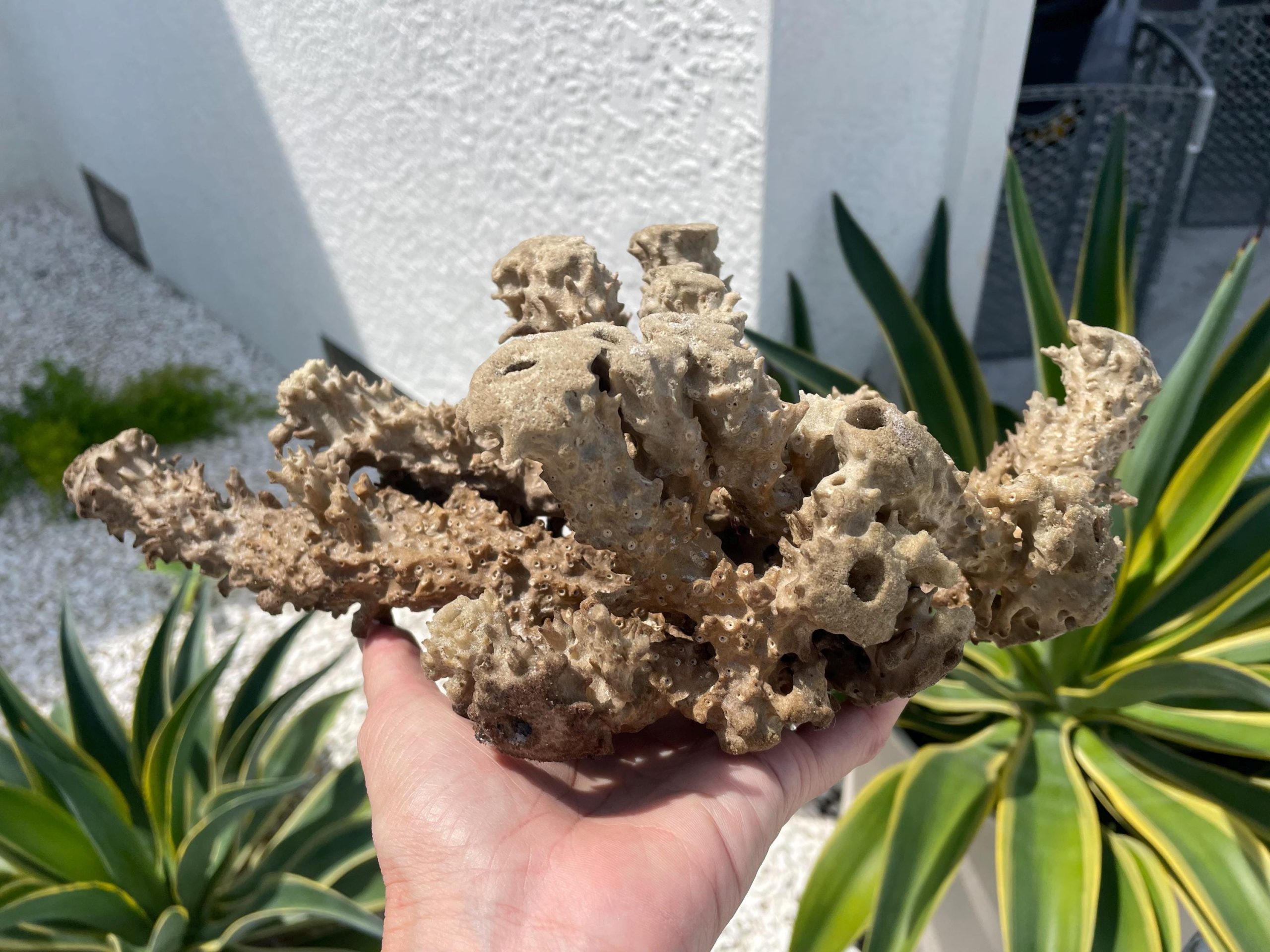 Beach Found Natural Stove Pipe Sea Sponge 13.5" Coastal Home Décor - Image 10