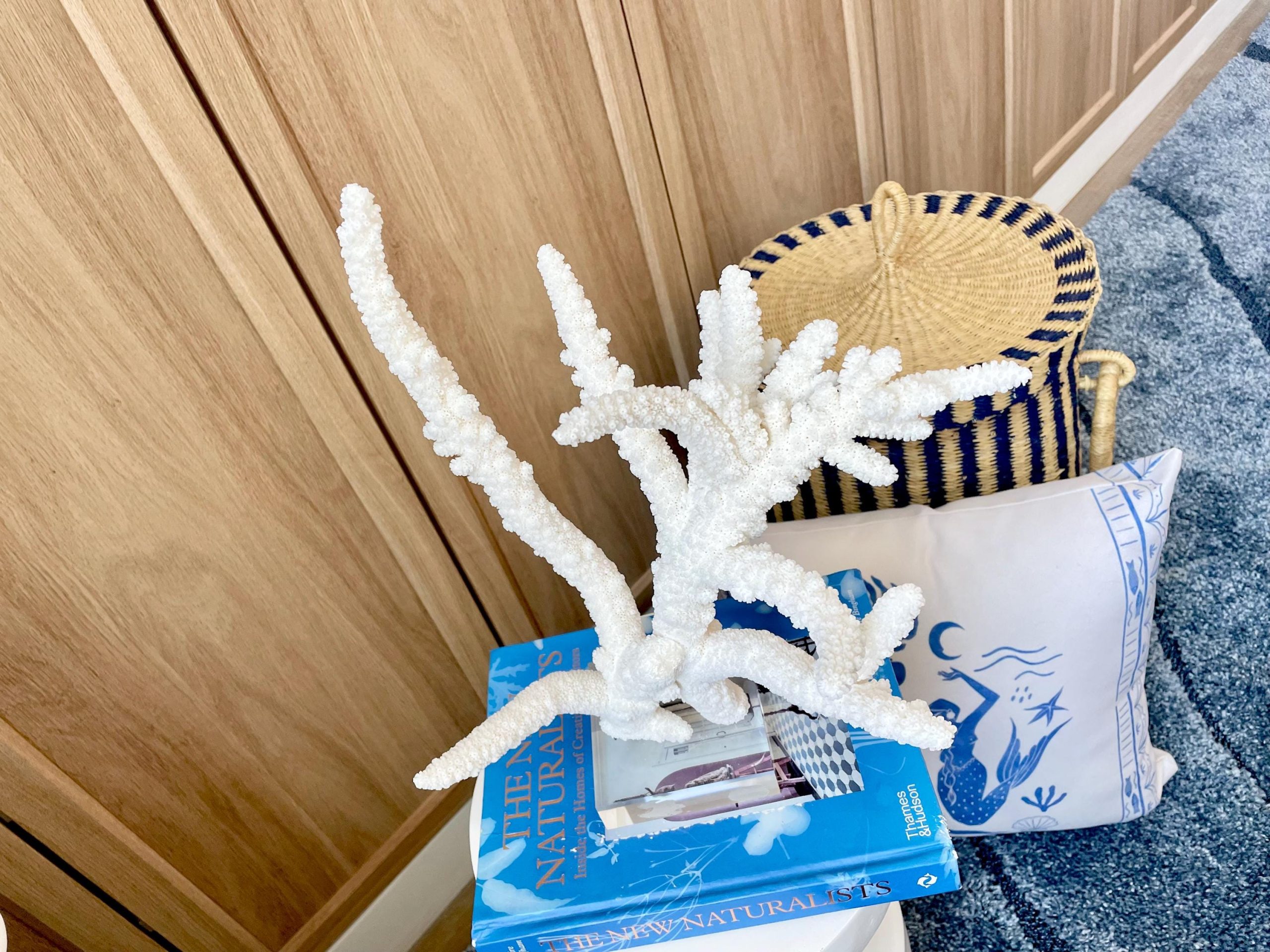 Mounted BRANCH CORAL 14.5" x 12" x 8.5" Fossil Specimen Coastal Display Beach House Décor - Image 3