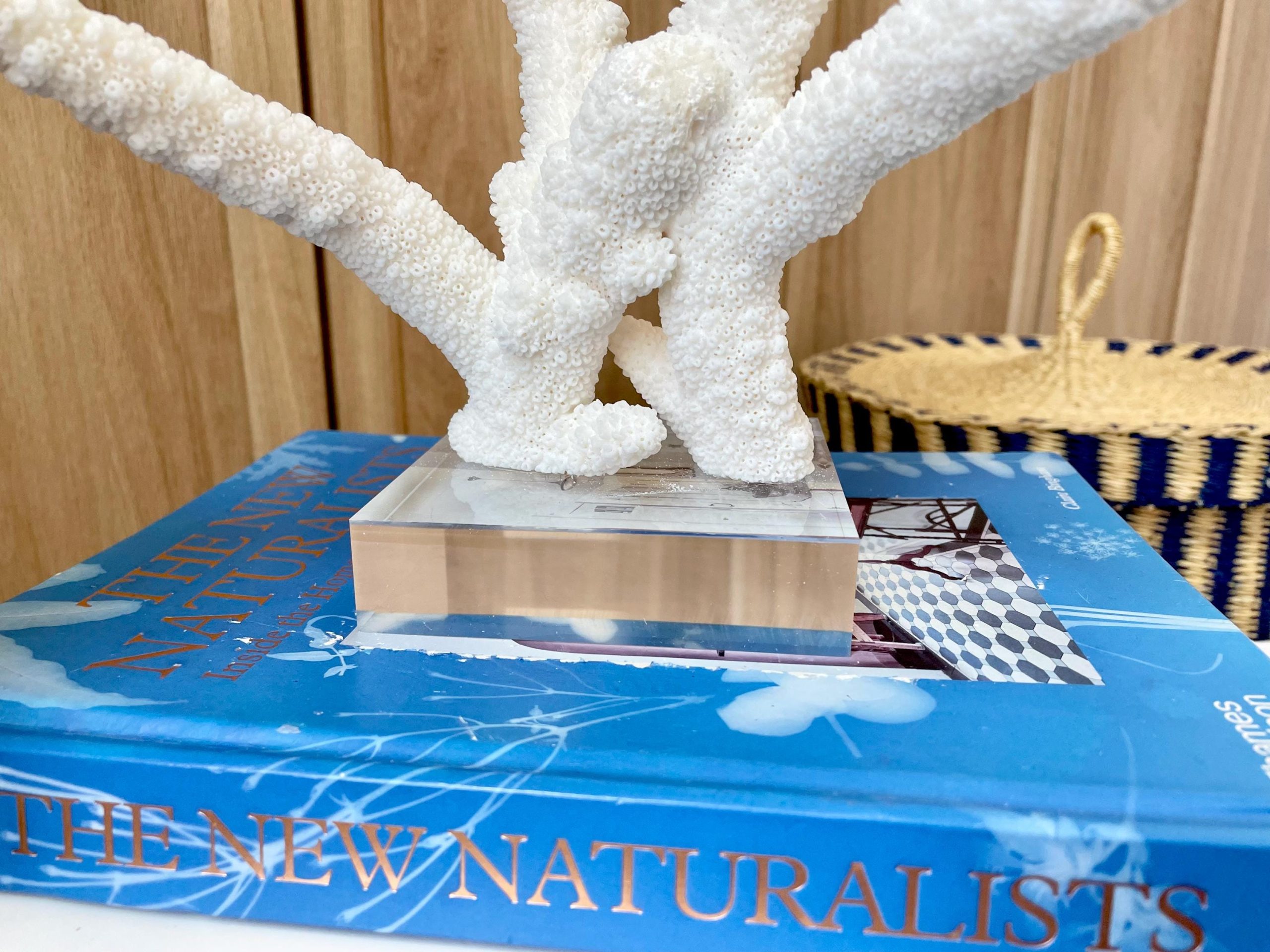 Mounted BRANCH CORAL 14.5" x 12" x 8.5" Fossil Specimen Coastal Display Beach House Décor - Image 4