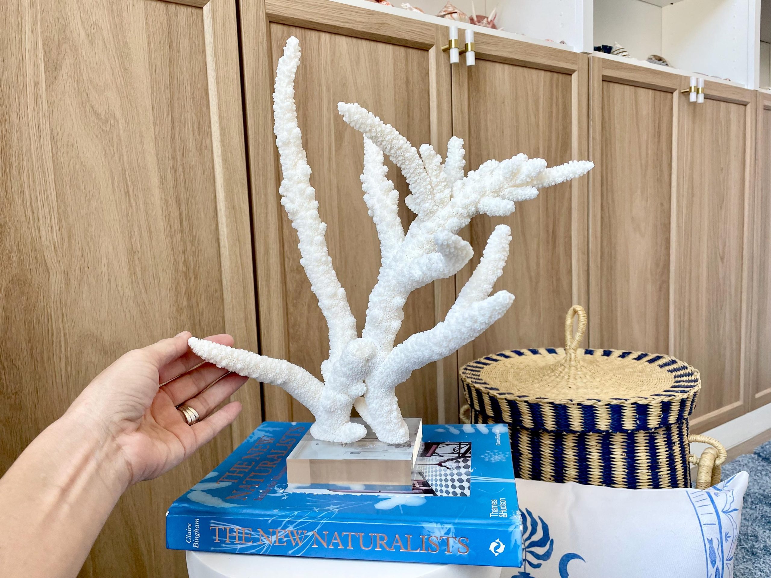 Mounted BRANCH CORAL 14.5" x 12" x 8.5" Fossil Specimen Coastal Display Beach House Décor - Image 5