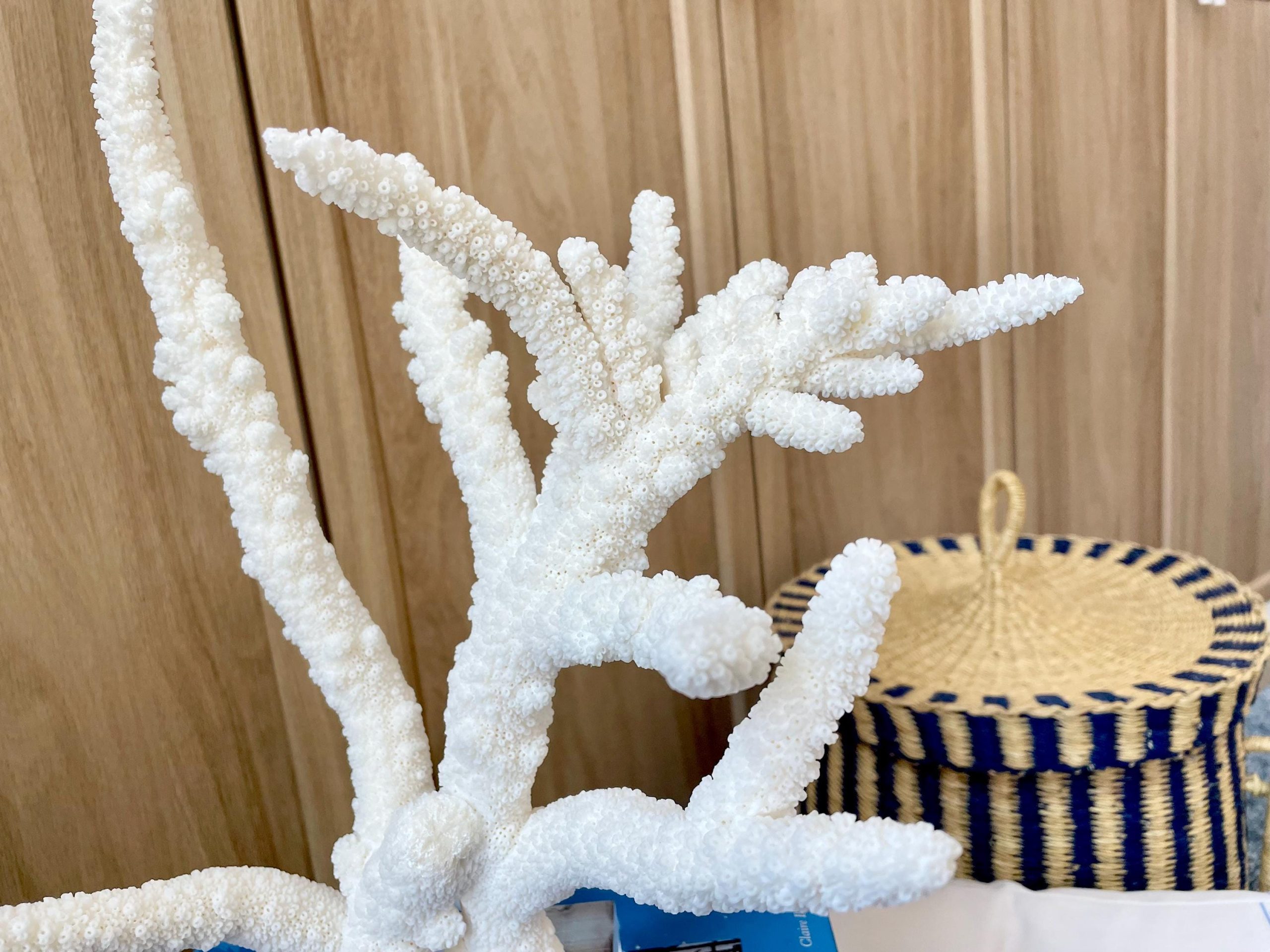 Mounted BRANCH CORAL 14.5" x 12" x 8.5" Fossil Specimen Coastal Display Beach House Décor - Image 8