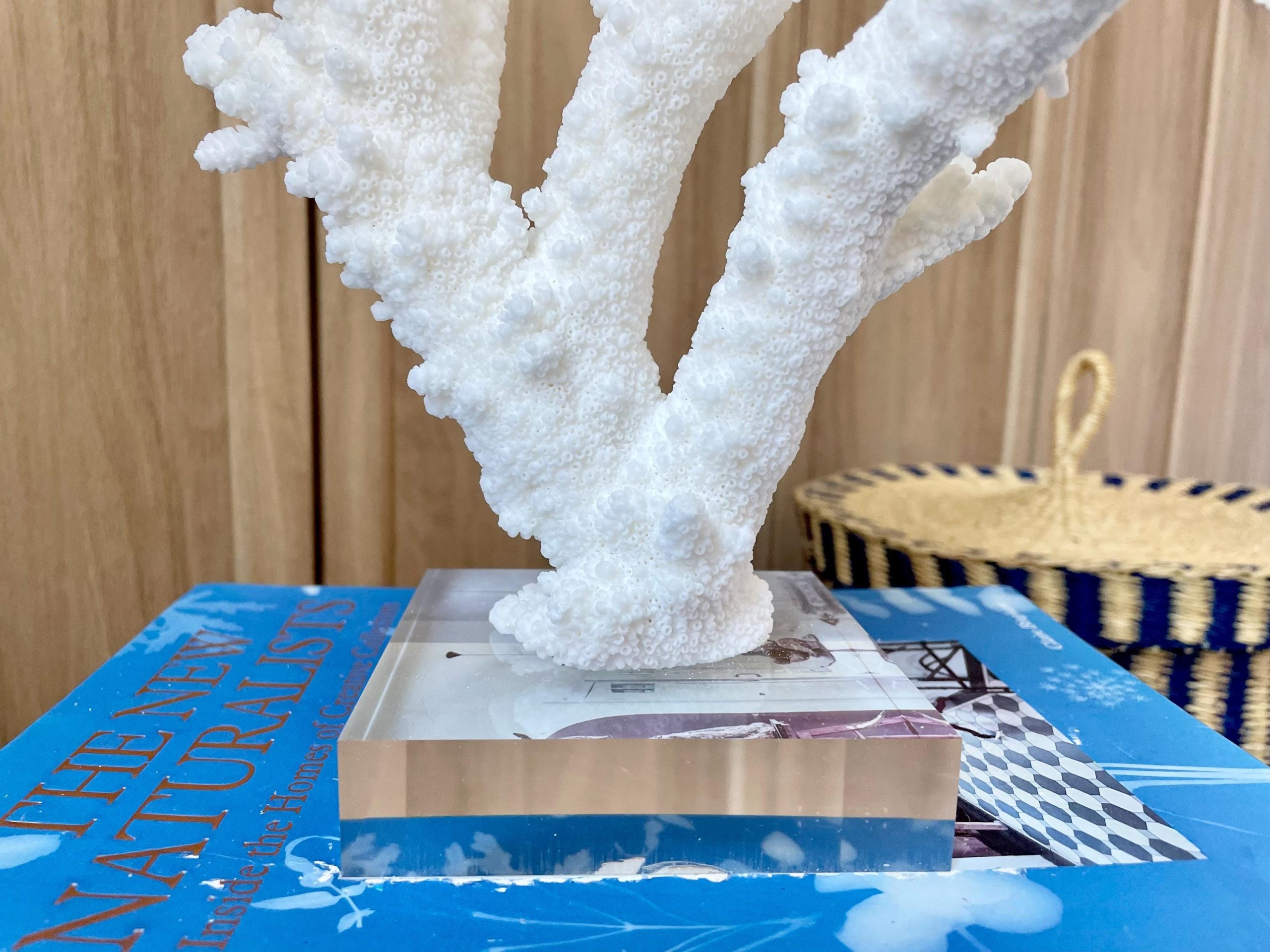 Mounted BRANCH CORAL 13.75" x 12" x 10" Fossil Specimen Coastal Display Beach House Décor - Image 3