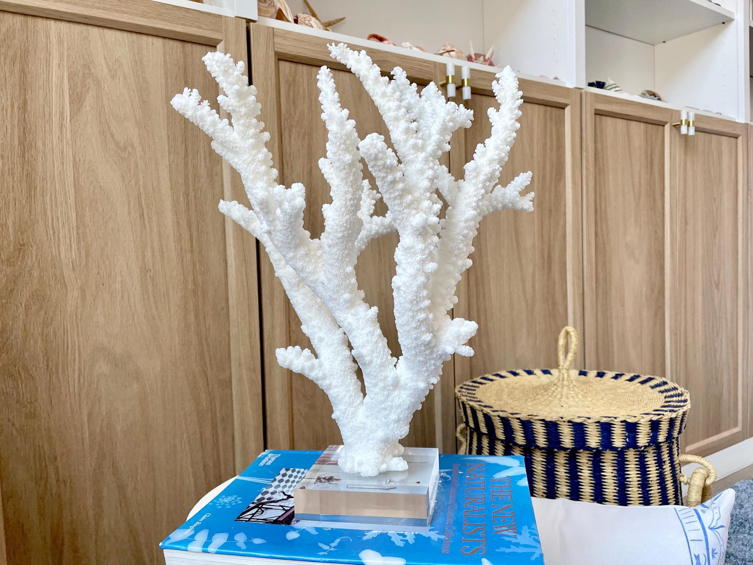 Mounted BRANCH CORAL 13.75" x 12" x 10" Fossil Specimen Coastal Display Beach House Décor - Image 8